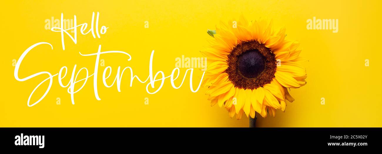 Texte Hello September avec Sunflower Banque D'Images