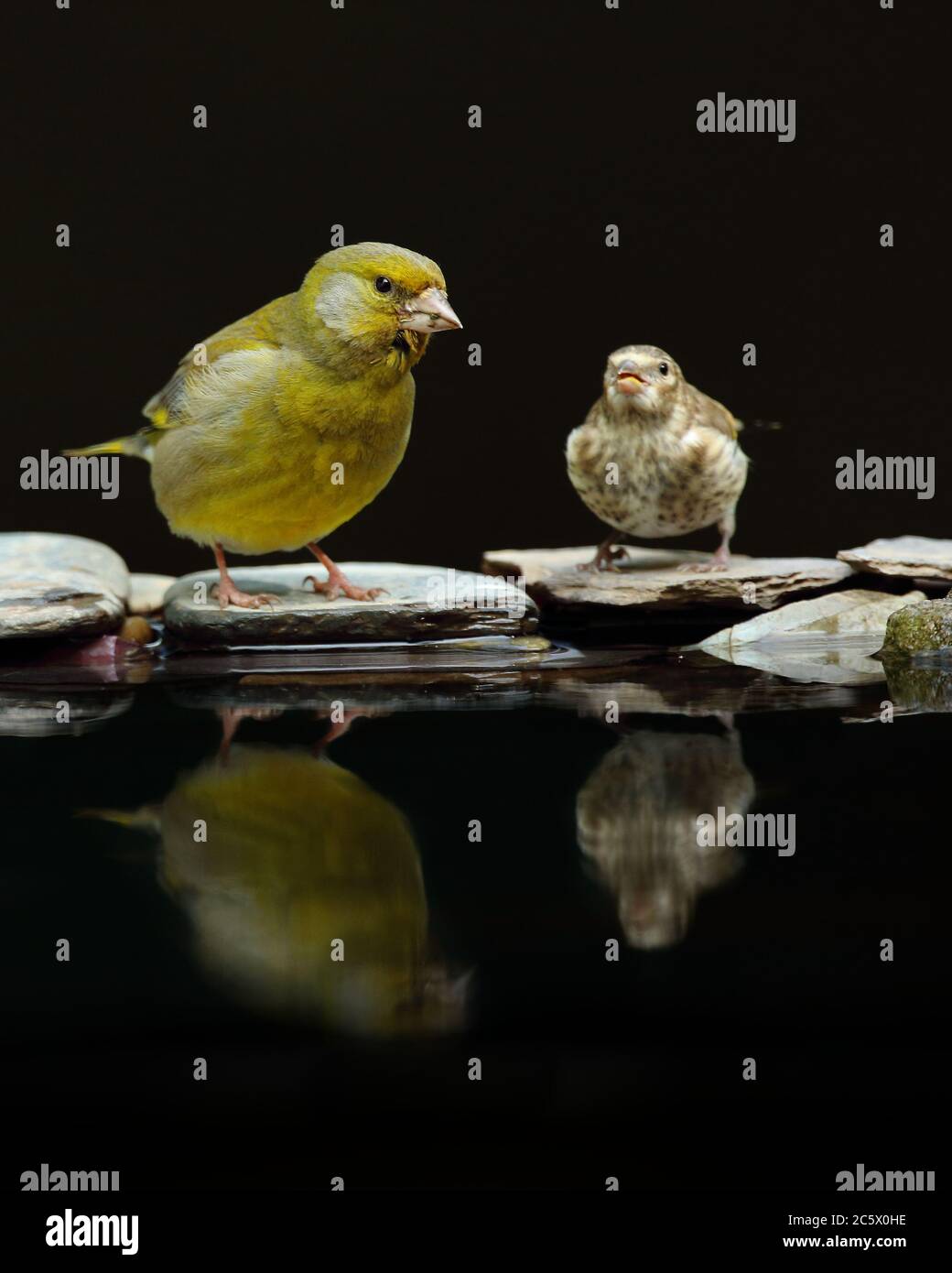 European Greenfinch (Chloris Chloris), réflexion masculine adulte à la piscine. Derbyshire, Royaume-Uni 2020 Banque D'Images