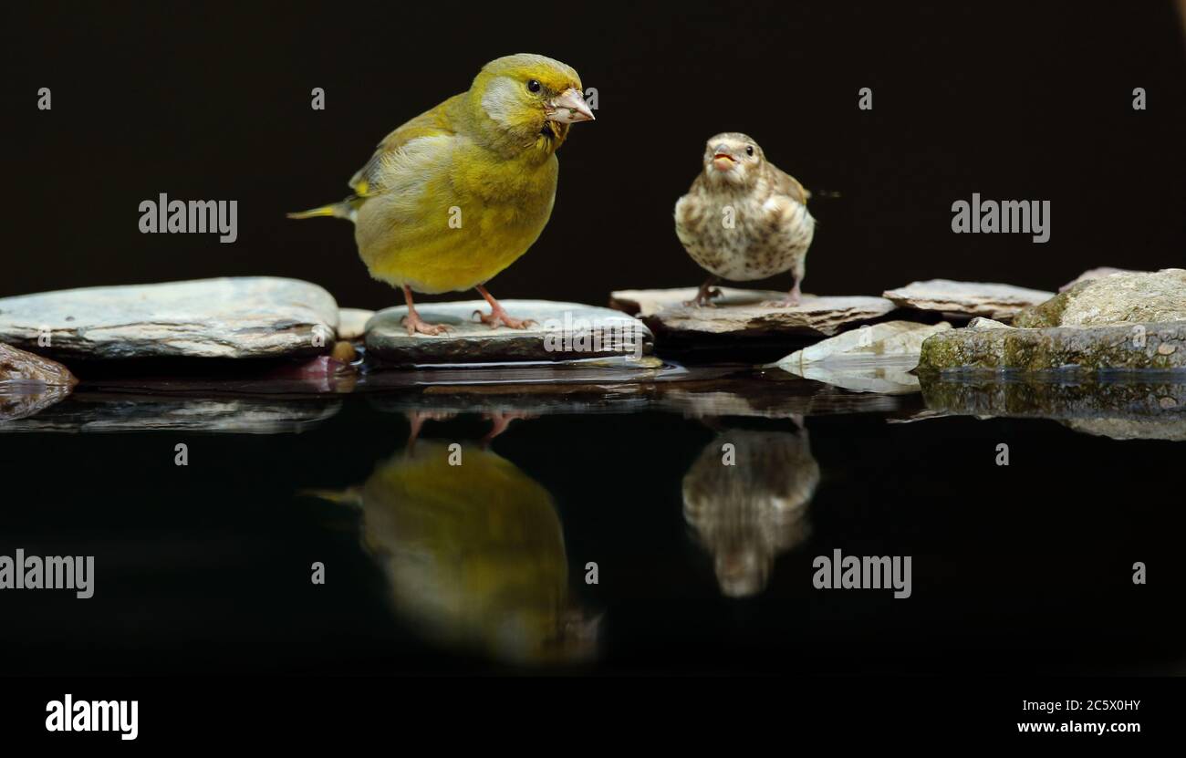 European Greenfinch (Chloris Chloris), réflexion masculine adulte à la piscine. Derbyshire, Royaume-Uni 2020 Banque D'Images