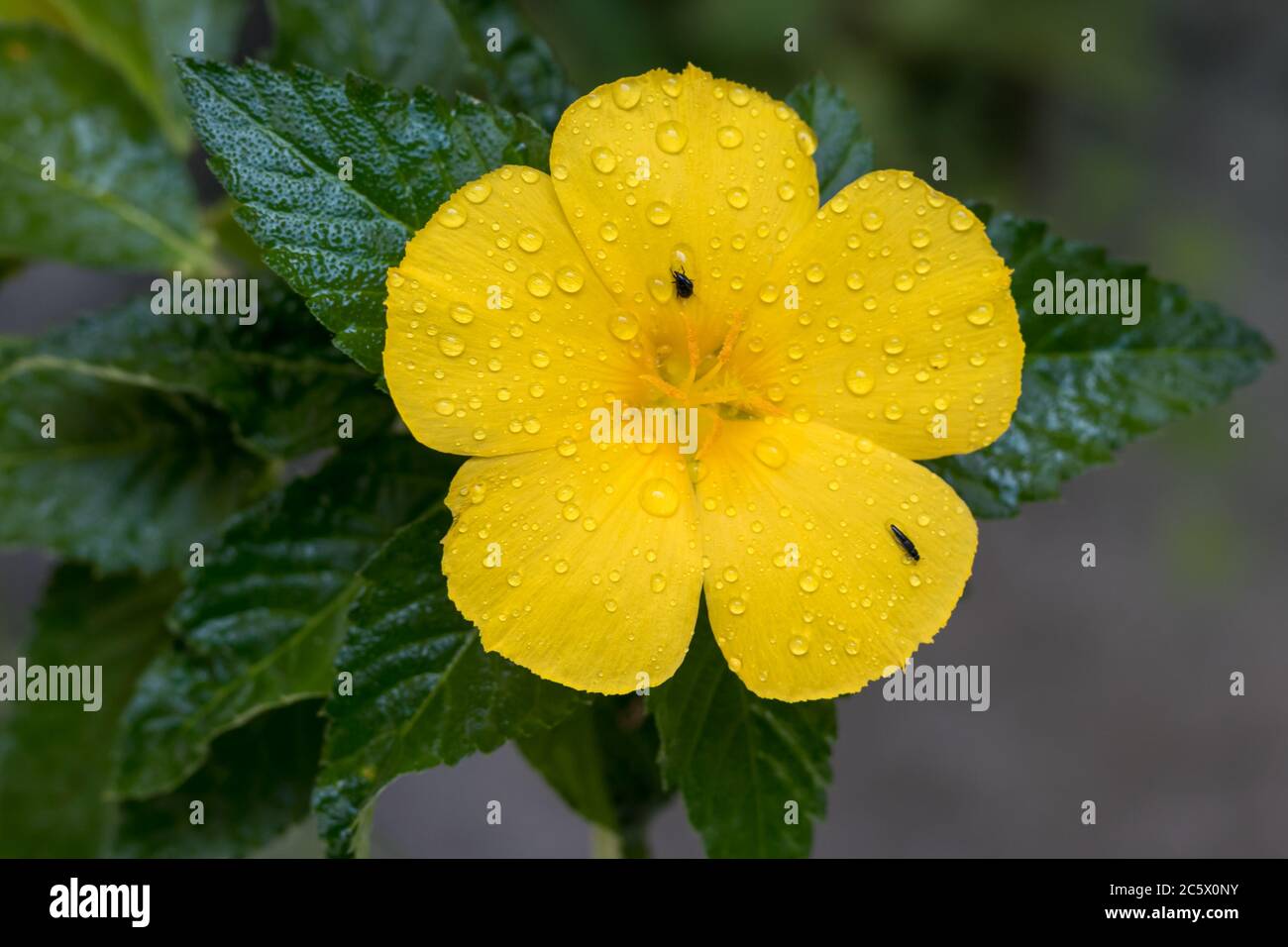 Quelques insectes piégés dans cette turnera fleur gouttes de pluie Banque D'Images