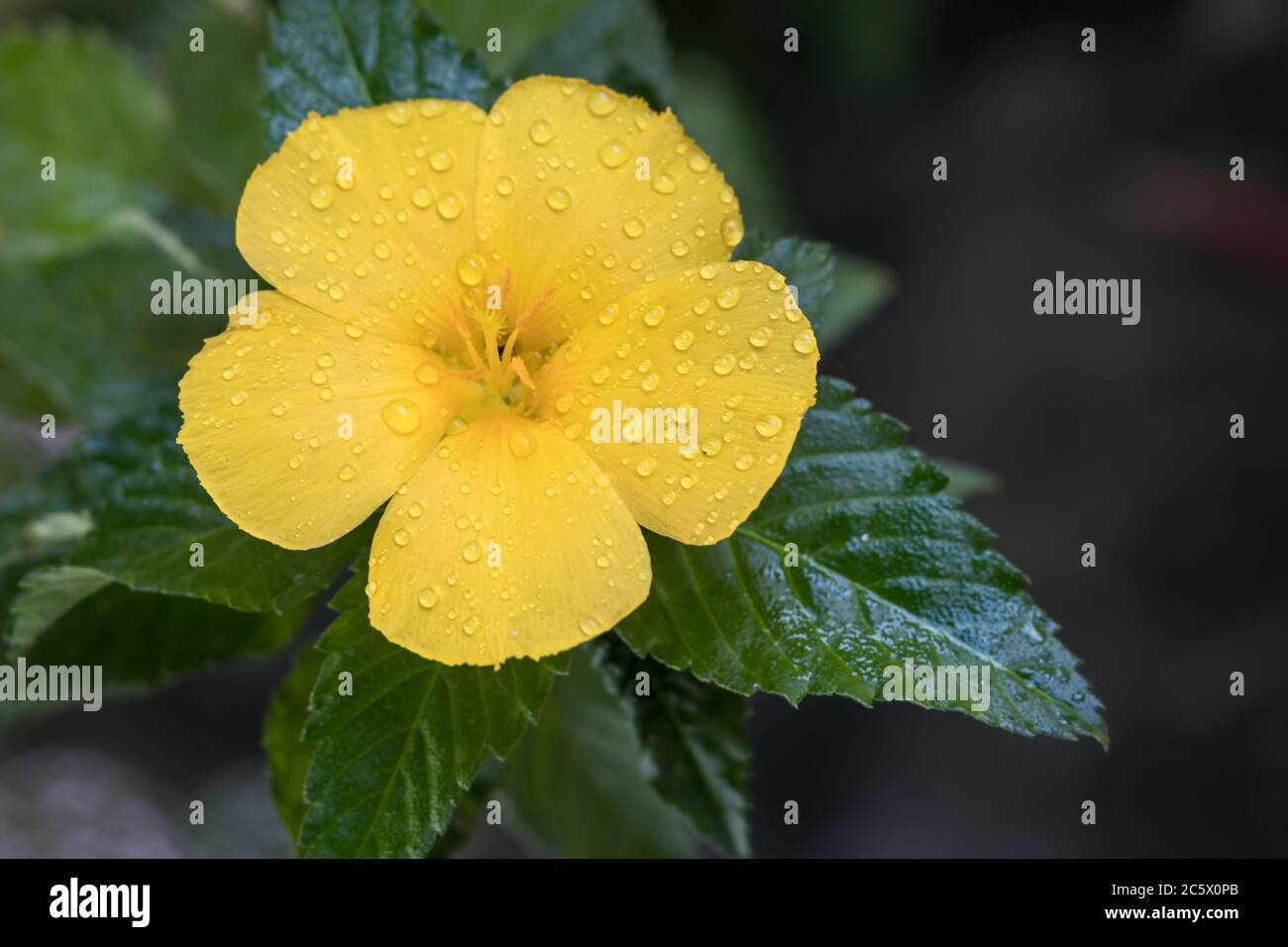 La fleur de turnera est jaune vif avec de belles feuilles vertes Banque D'Images