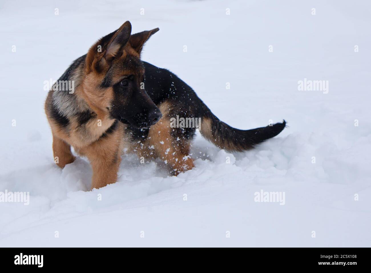 Berger allemand dans la neige blanche profonde qui regarde juste en hiver Banque D'Images