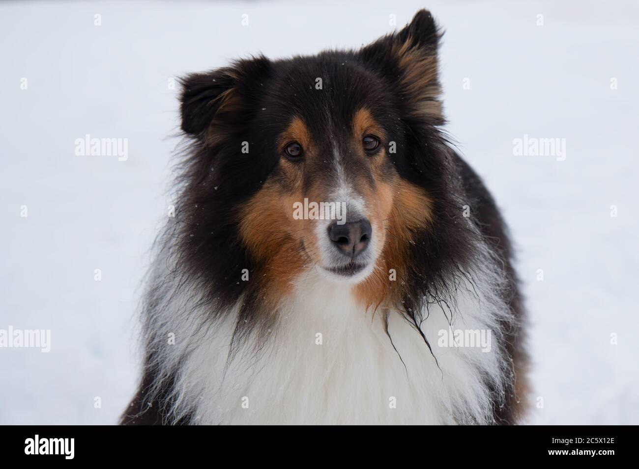 Le chien de berger Shetland dans la neige blanche se rapproche du visage en hiver Banque D'Images