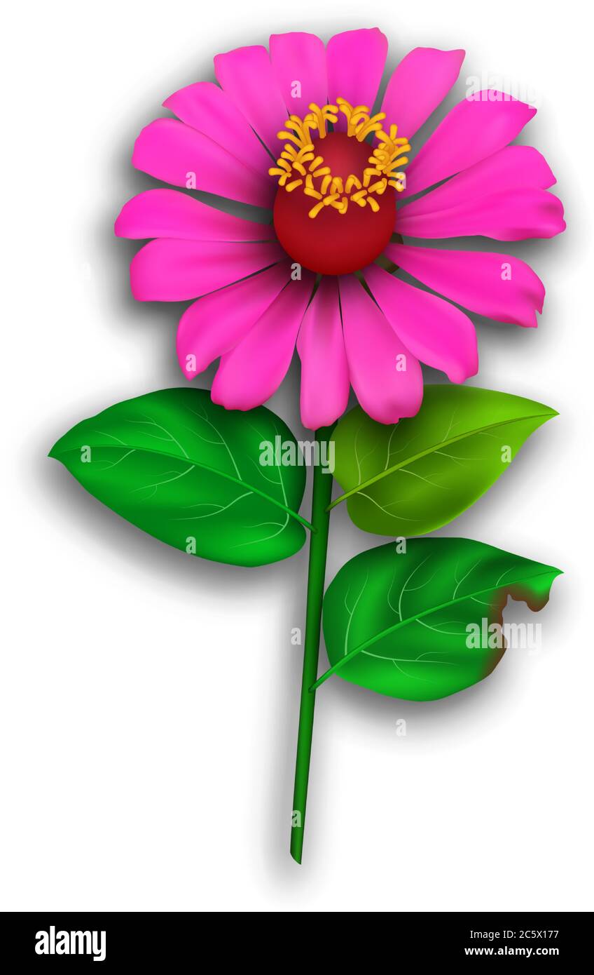 une fleur de zinnia magenta avec quelques feuilles dans un art vectoriel réaliste et détaillé Illustration de Vecteur