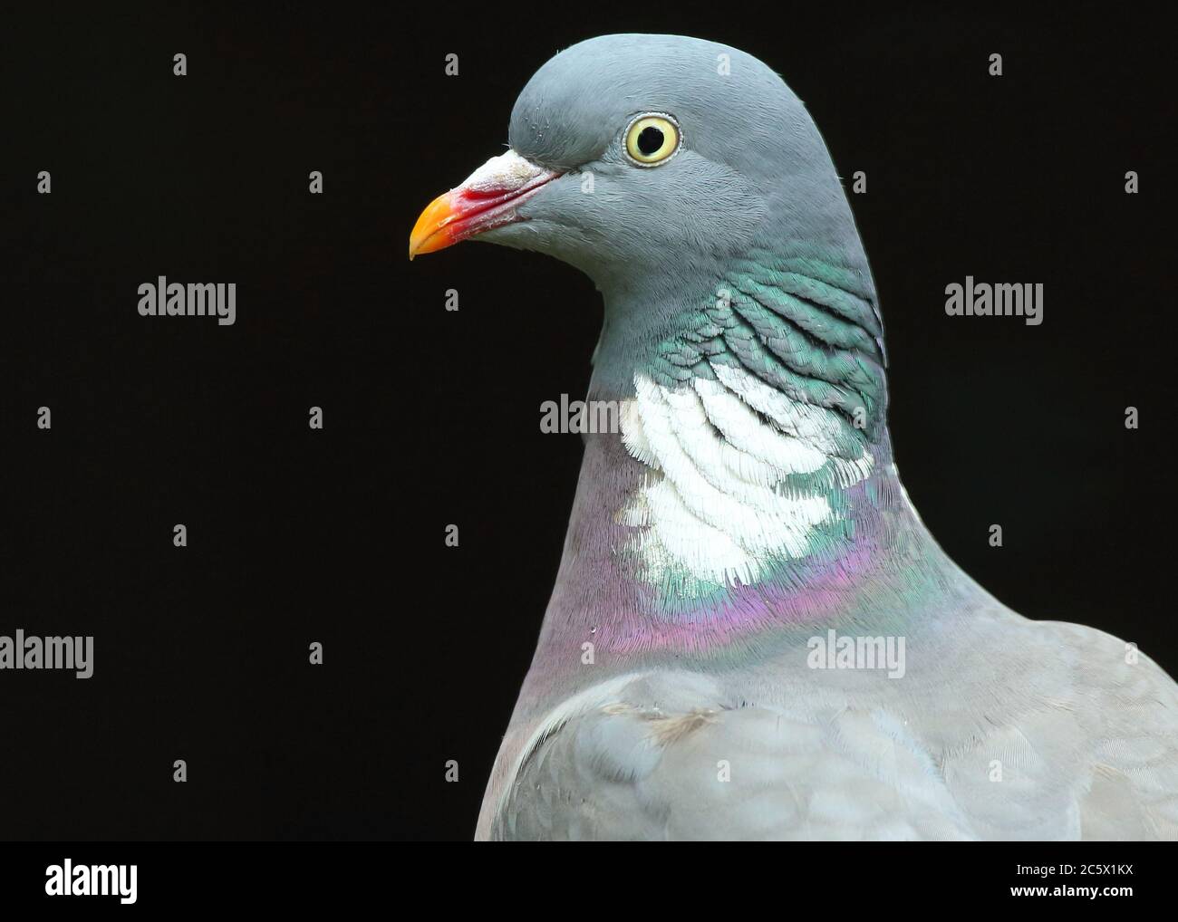 Portrait « Low key » de Common Wood Pigeon (Columba palumbus). Image de la tête, montrant le plumage du cou. Derbyshire, Royaume-Uni 2020 Banque D'Images