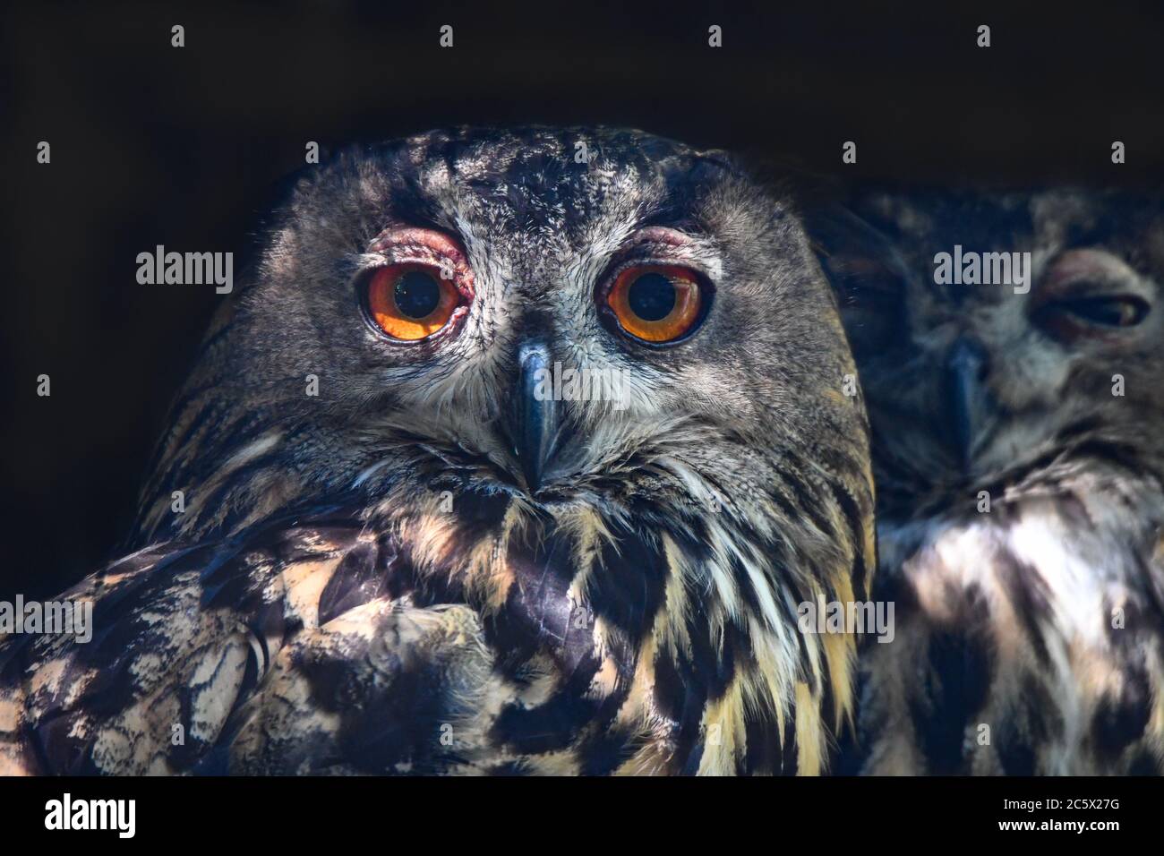 hibou géant uhu Banque D'Images