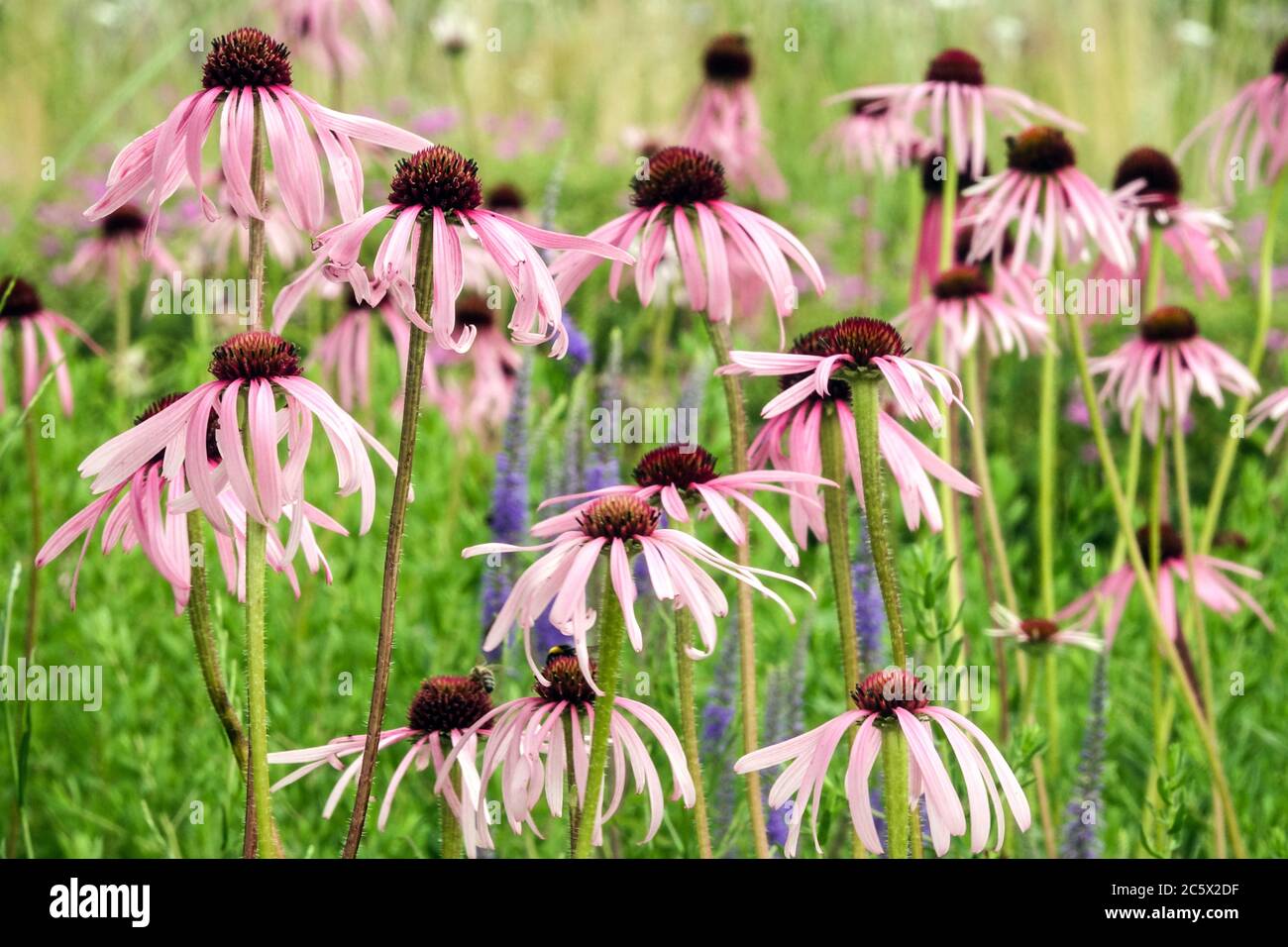 Echinacea pallida fleurs Banque D'Images