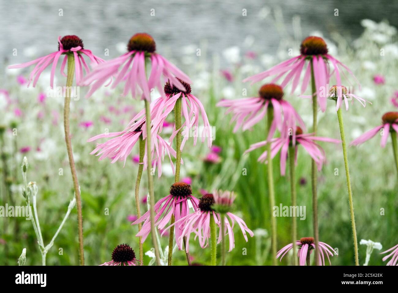 Echinacea pallida fleurs roses fleurs de coneflowers pourpre Banque D'Images