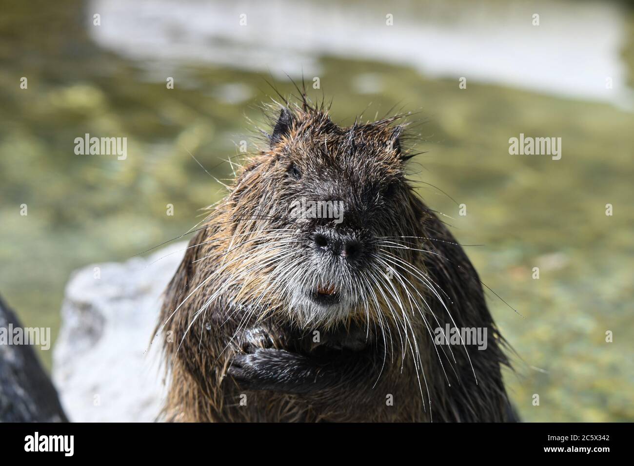 Nutria jouant dans l'eau Banque D'Images