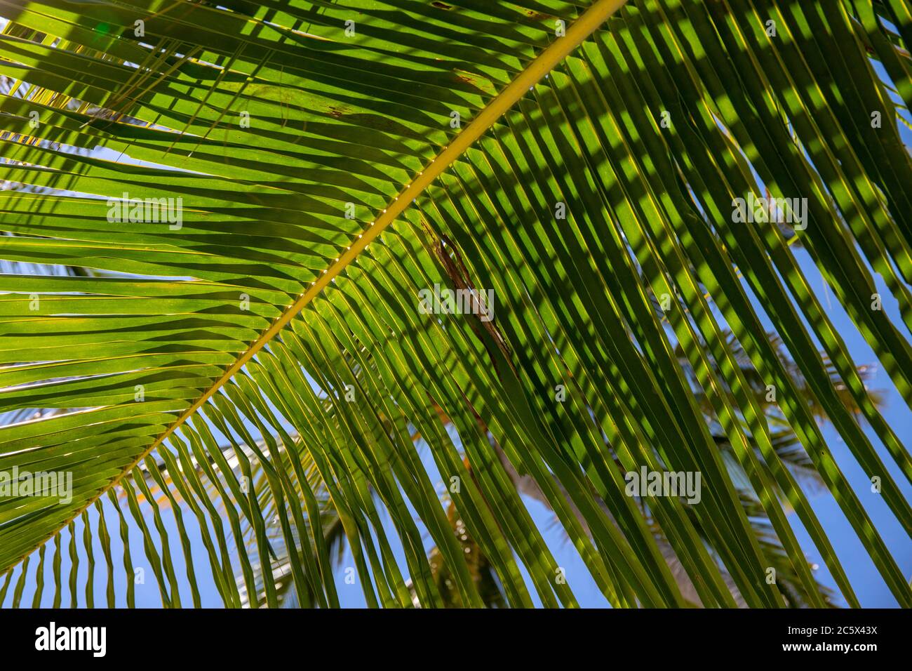 Branche de paume verte sur fond bleu ciel. Photo de la nature de l'île tropicale. Journée ensoleillée dans un endroit exotique. Modèle de bannière d'hôtel touristique ou de station. lea molletonné Banque D'Images