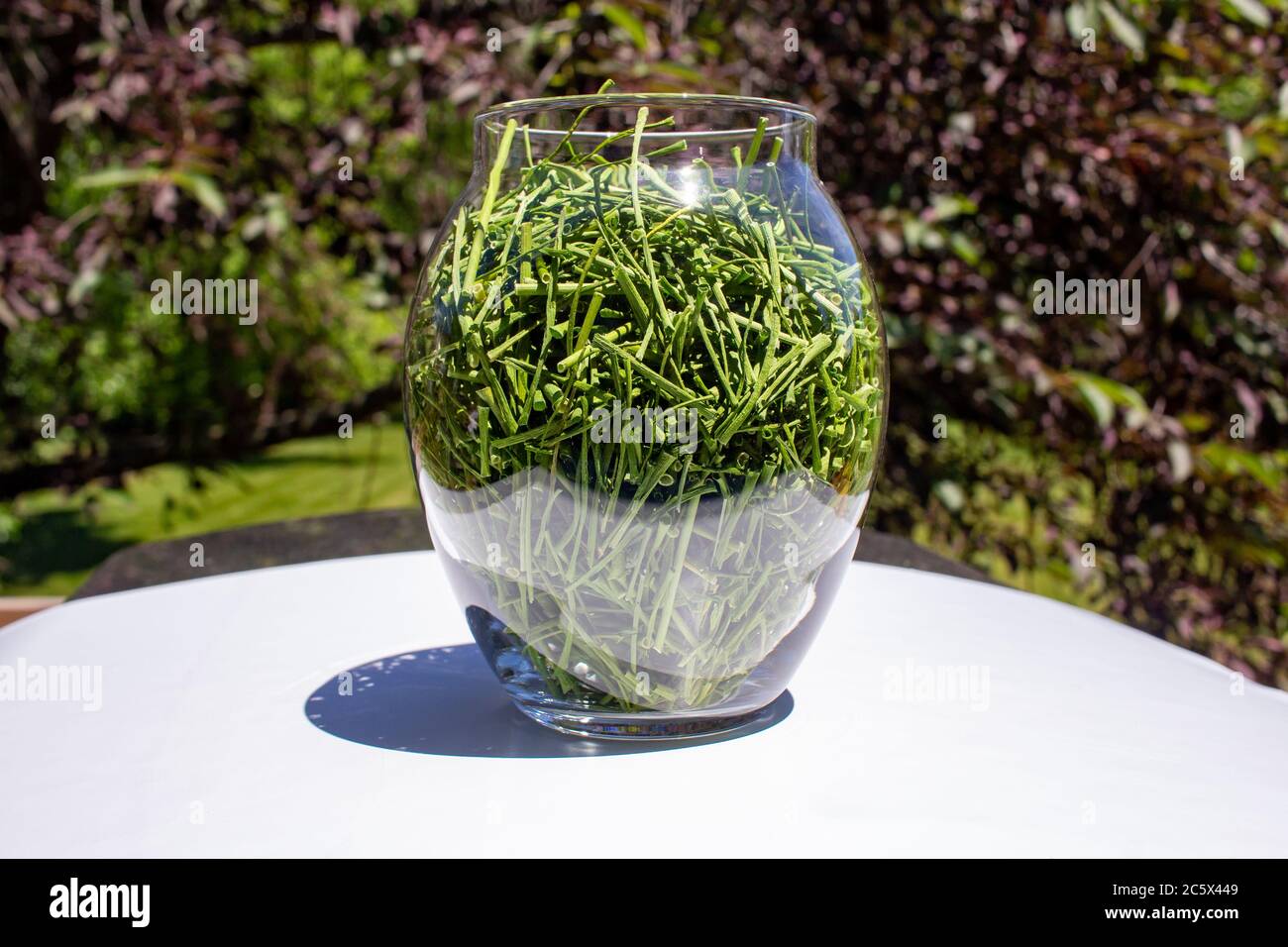 Vue rapprochée d'un pot en verre contenant des herbes fraîches fraîchement séchées, avec un arrière-plan extérieur défoqué Banque D'Images