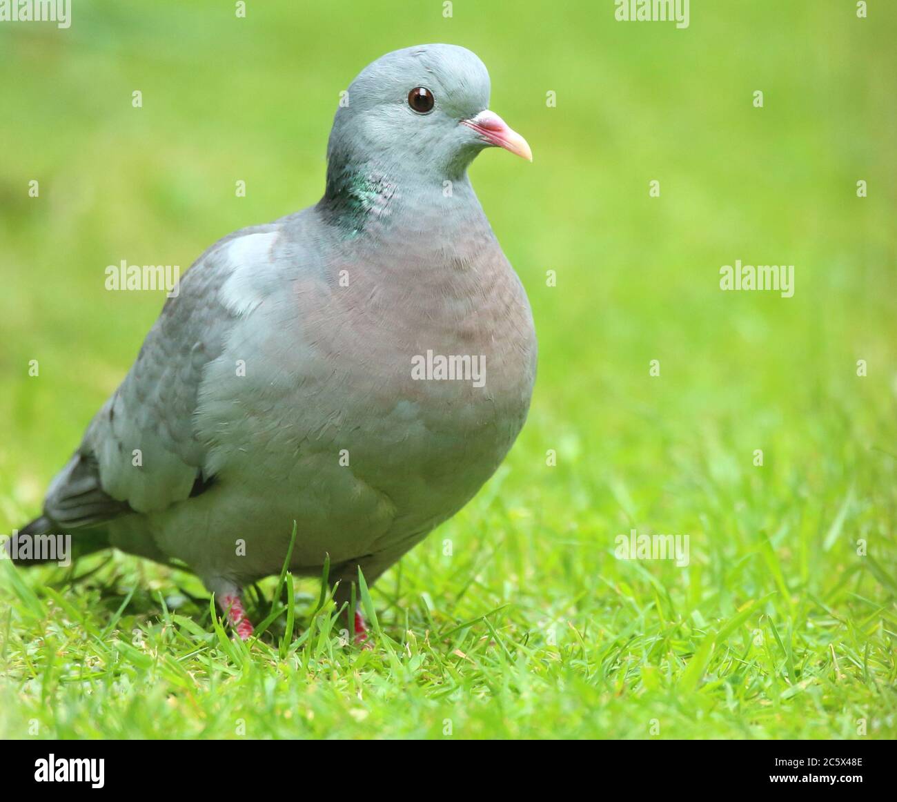 Stock Dove (Columba oenas), portrait sur herbe. Derbyshire, Royaume-Uni 2020 Banque D'Images