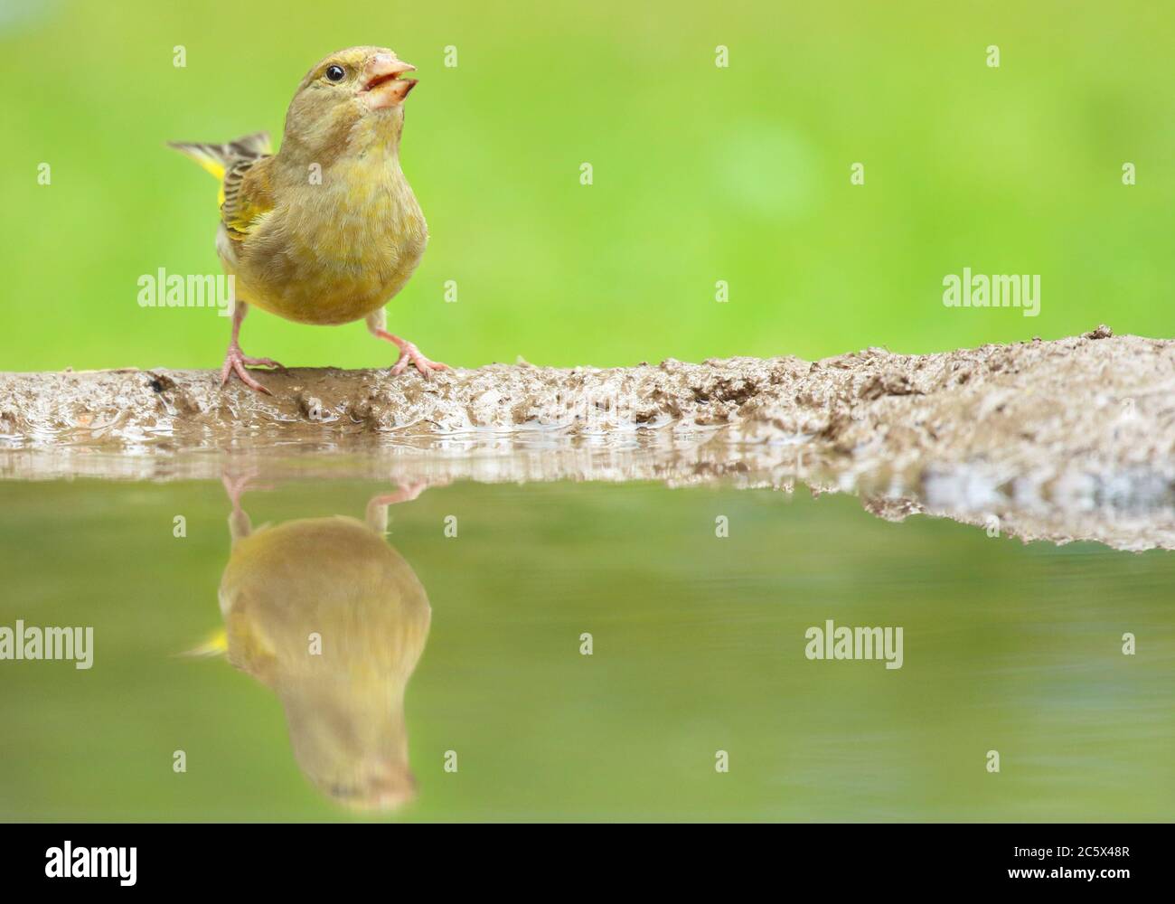 European Greenfinch (Chloris Chloris), reflet de la femme adulte à la piscine. Derbyshire, Royaume-Uni 2020 Banque D'Images