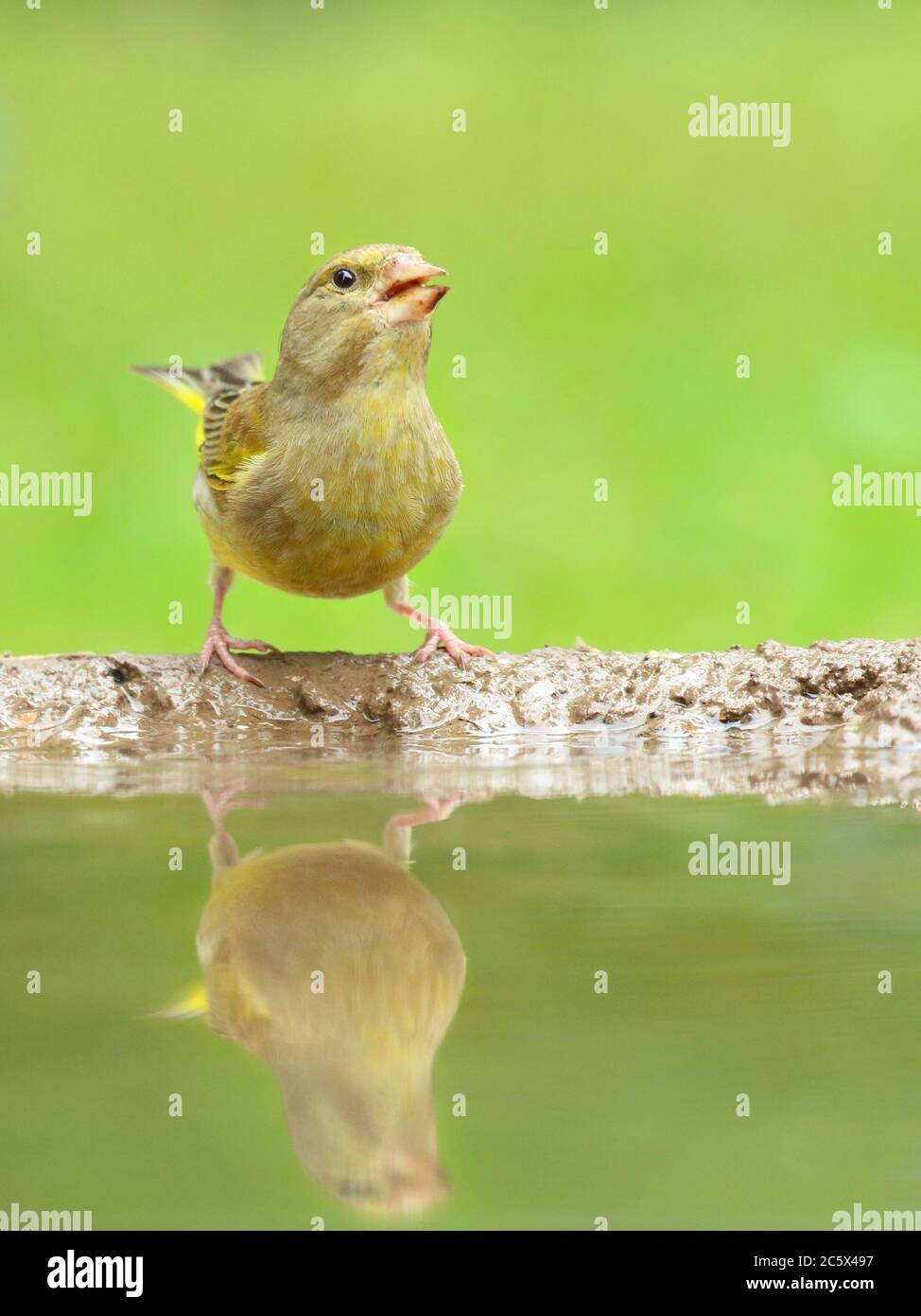 European Greenfinch (Chloris Chloris), reflet de la femme adulte à la piscine. Derbyshire, Royaume-Uni 2020 Banque D'Images