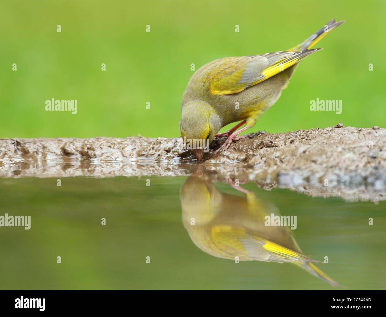 European Greenfinch (Chloris Chloris), réflexion masculine adulte à la piscine. Derbyshire, Royaume-Uni 2020 Banque D'Images