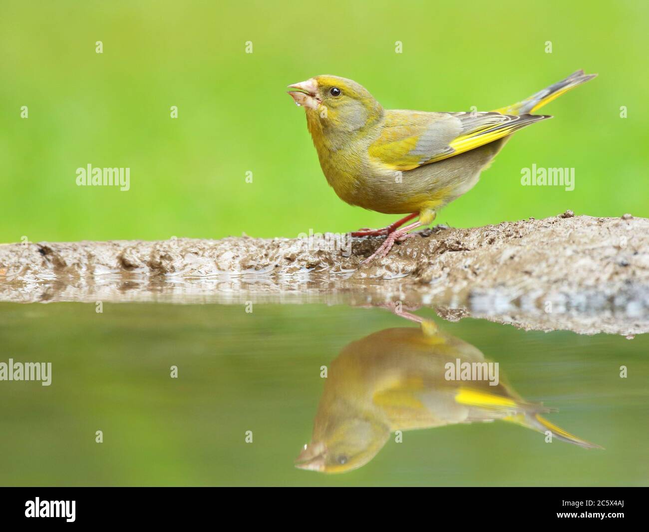 European Greenfinch (Chloris Chloris), réflexion masculine adulte à la piscine. Derbyshire, Royaume-Uni 2020 Banque D'Images