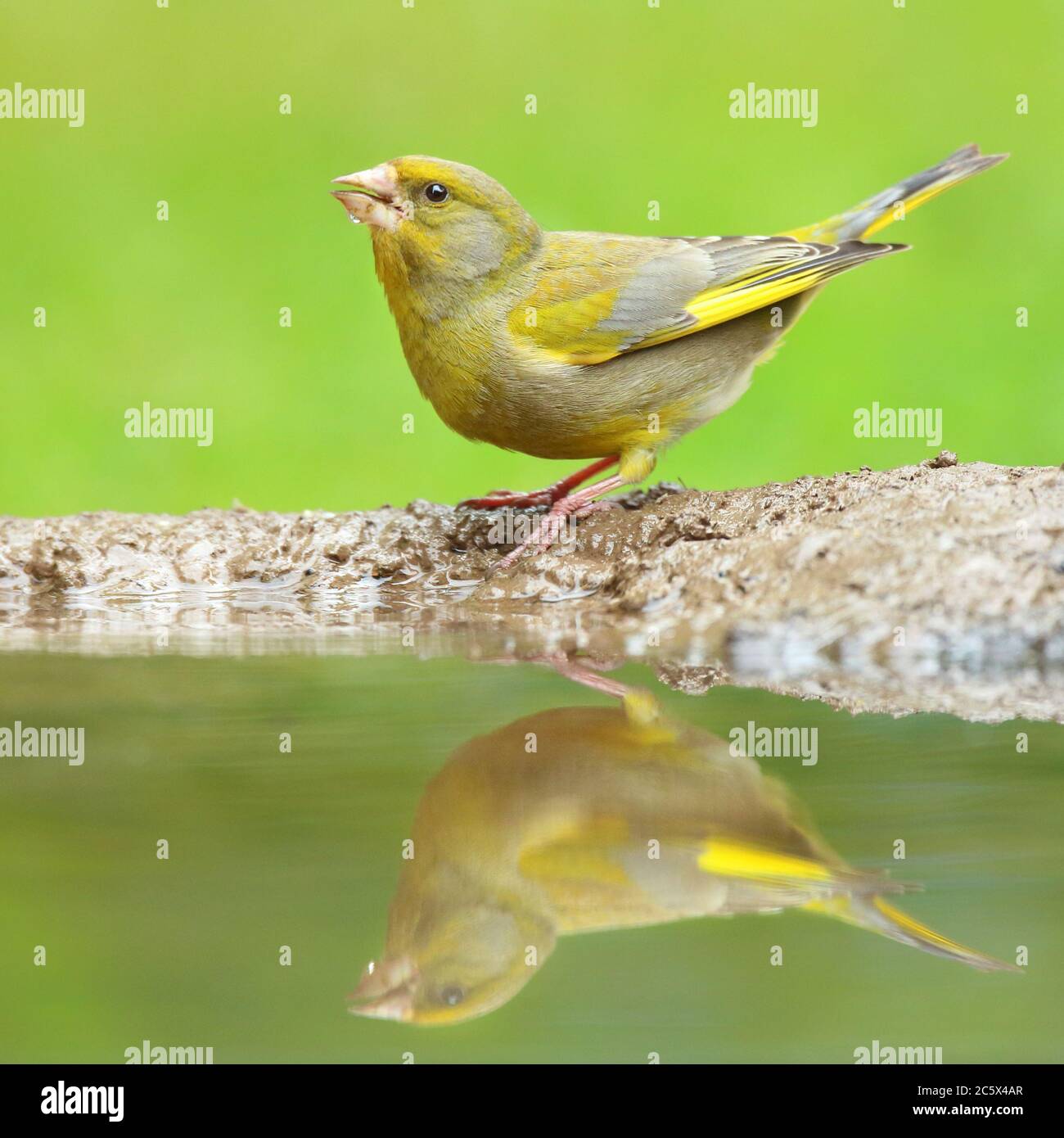 European Greenfinch (Chloris Chloris), réflexion masculine adulte à la piscine. Derbyshire, Royaume-Uni 2020 Banque D'Images