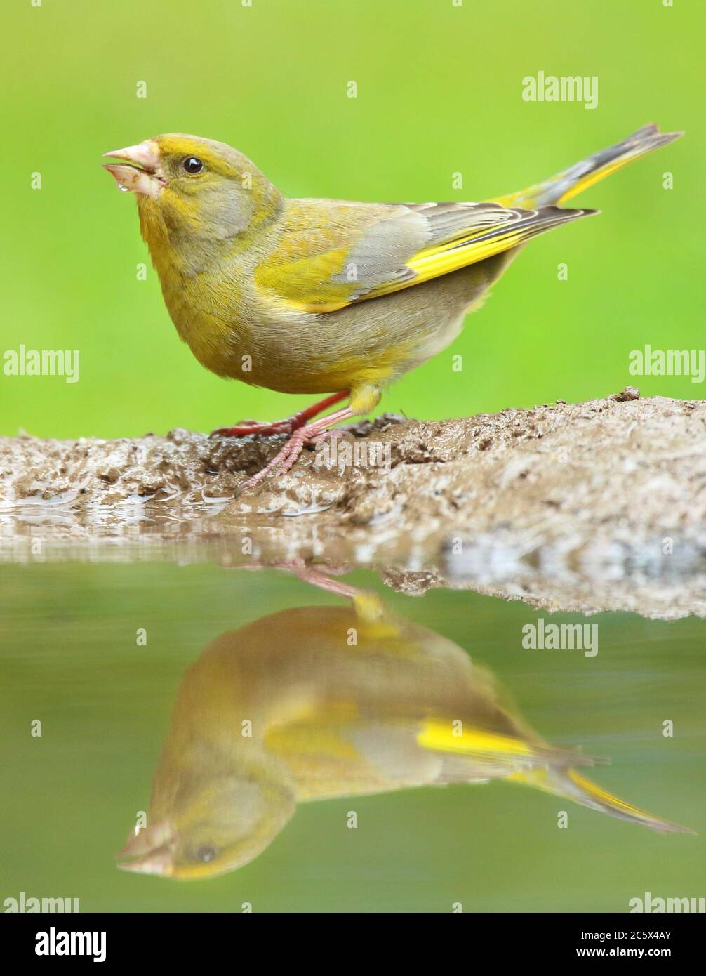 European Greenfinch (Chloris Chloris), réflexion masculine adulte à la piscine. Derbyshire, Royaume-Uni 2020 Banque D'Images