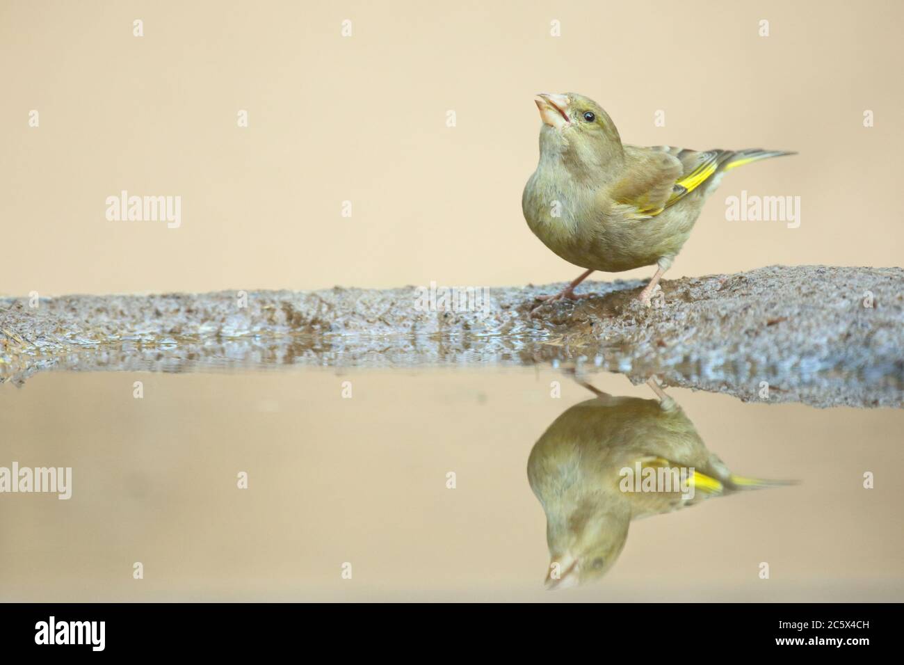 European Greenfinch (Chloris Chloris), reflet de la femme adulte à la piscine. Derbyshire, Royaume-Uni 2020 Banque D'Images