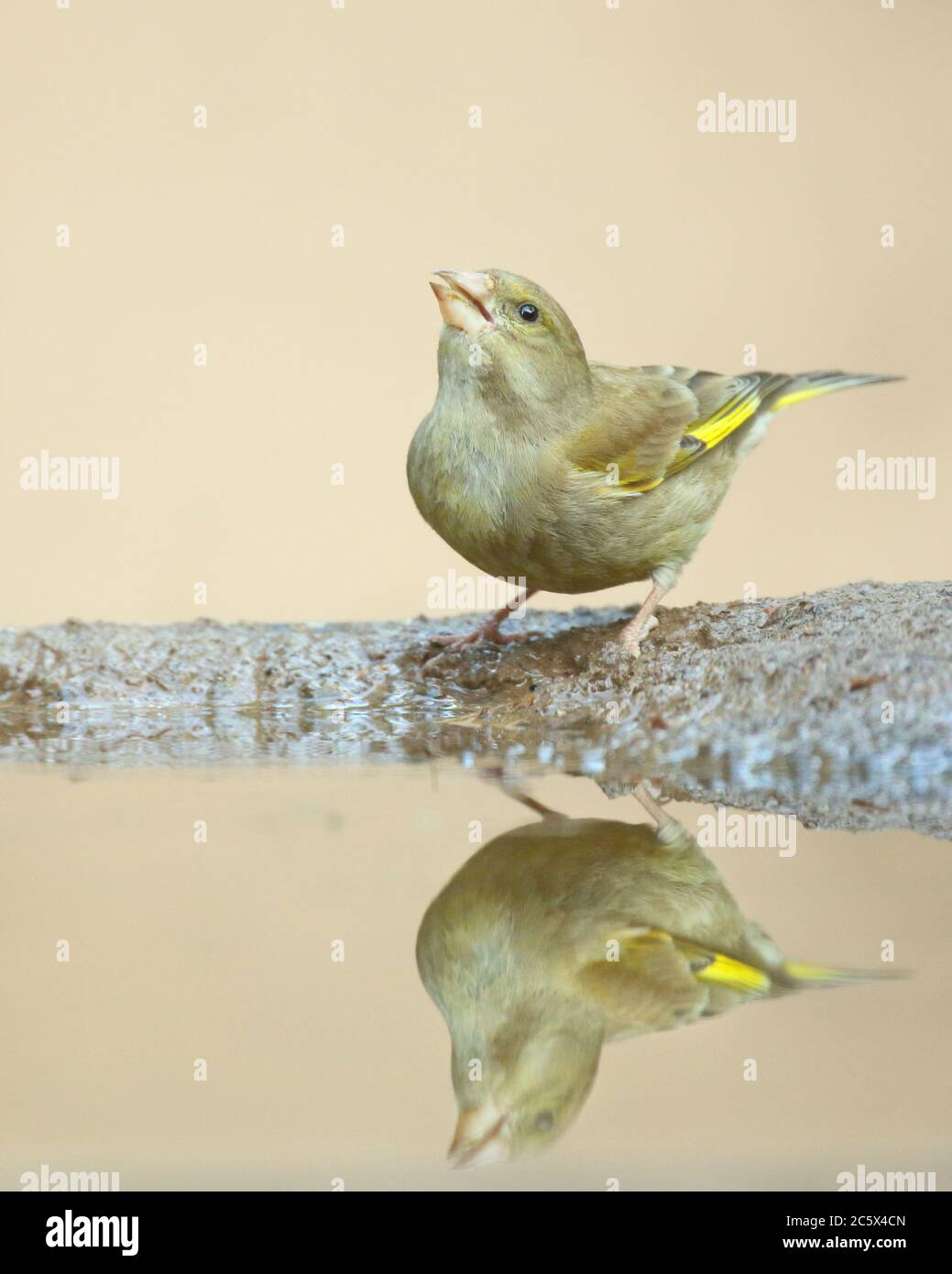 European Greenfinch (Chloris Chloris), reflet de la femme adulte à la piscine. Derbyshire, Royaume-Uni 2020 Banque D'Images