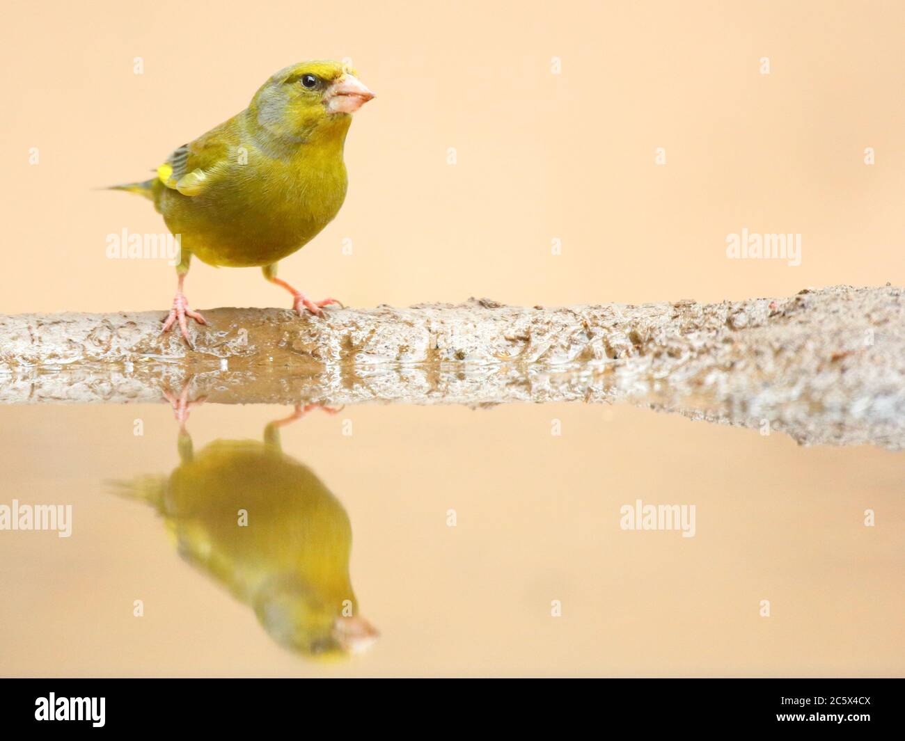 European Greenfinch (Chloris Chloris), réflexion masculine adulte à la piscine. Derbyshire, Royaume-Uni 2020 Banque D'Images