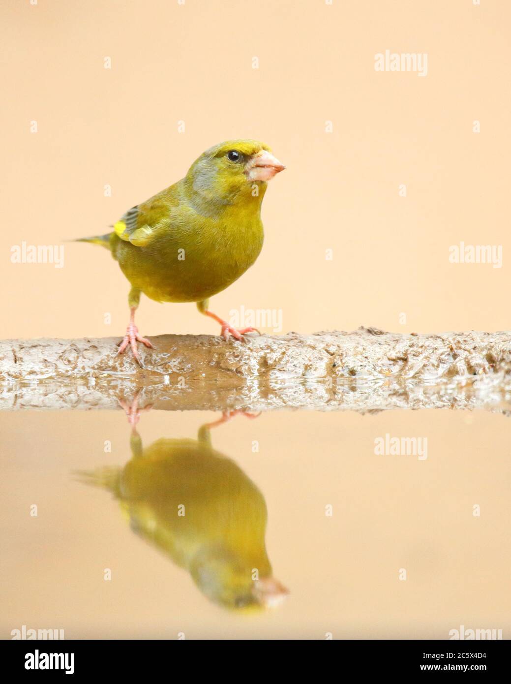 European Greenfinch (Chloris Chloris), réflexion masculine adulte à la piscine. Derbyshire, Royaume-Uni 2020 Banque D'Images