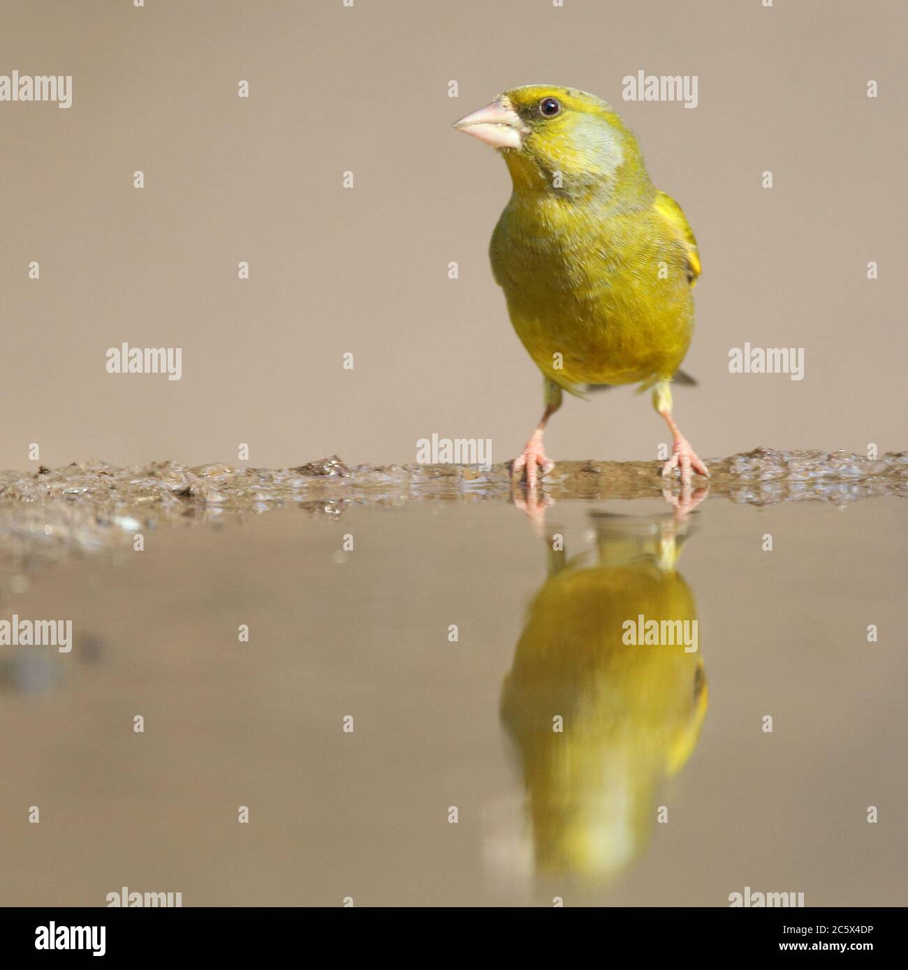European Greenfinch (Chloris Chloris), réflexion masculine adulte à la piscine. Derbyshire, Royaume-Uni 2020 Banque D'Images