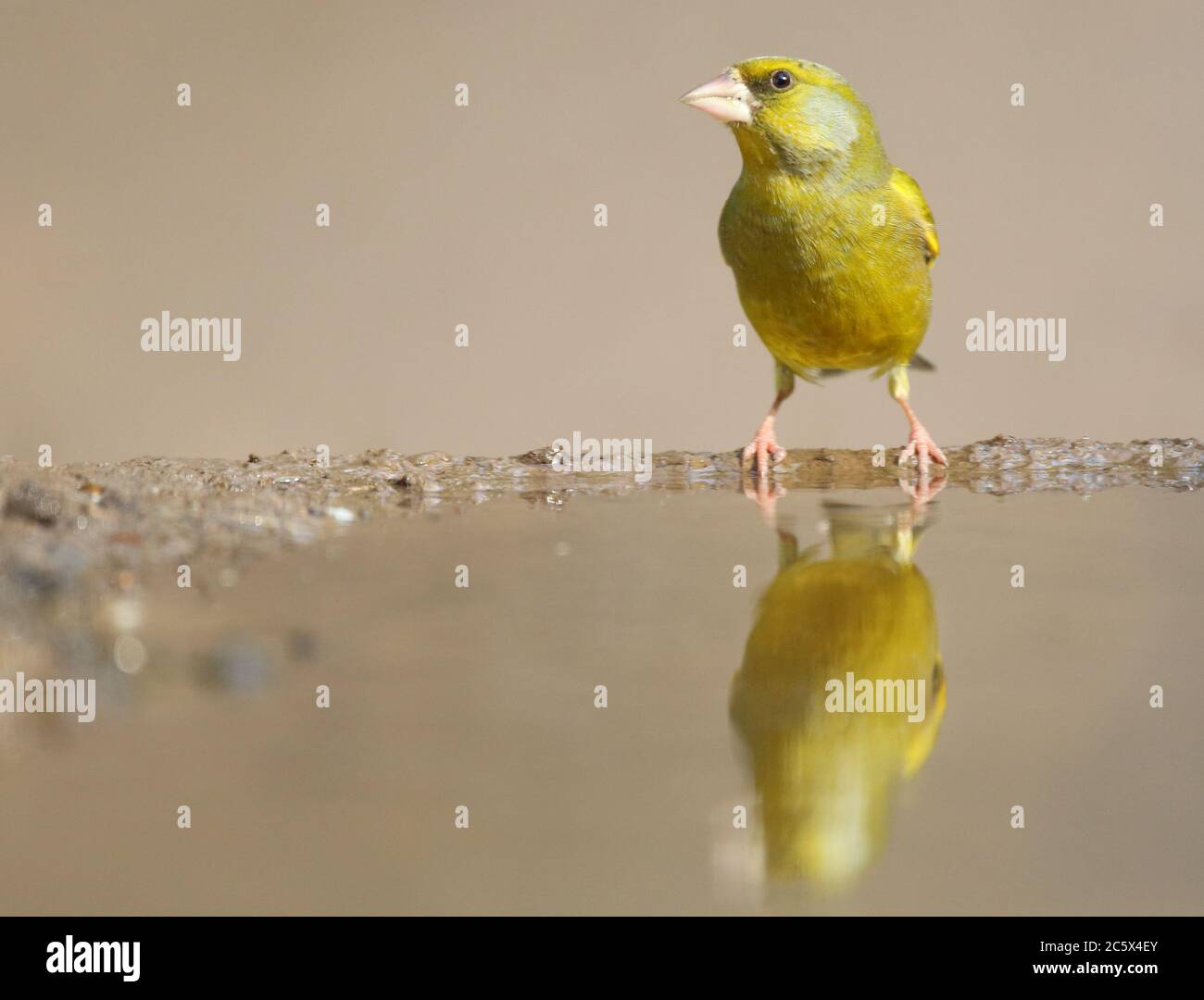 European Greenfinch (Chloris Chloris), réflexion masculine adulte à la piscine. Derbyshire, Royaume-Uni 2020 Banque D'Images