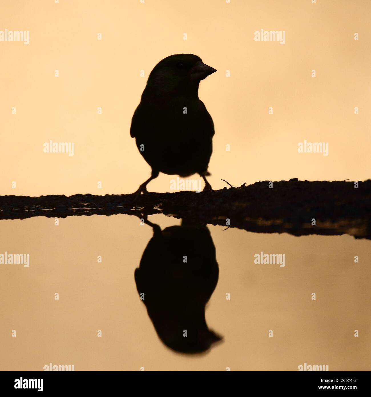 Silhouette de groenfinch européen (Chloris Chloris), réflexion masculine adulte à la piscine. Derbyshire, Royaume-Uni 2020 Banque D'Images