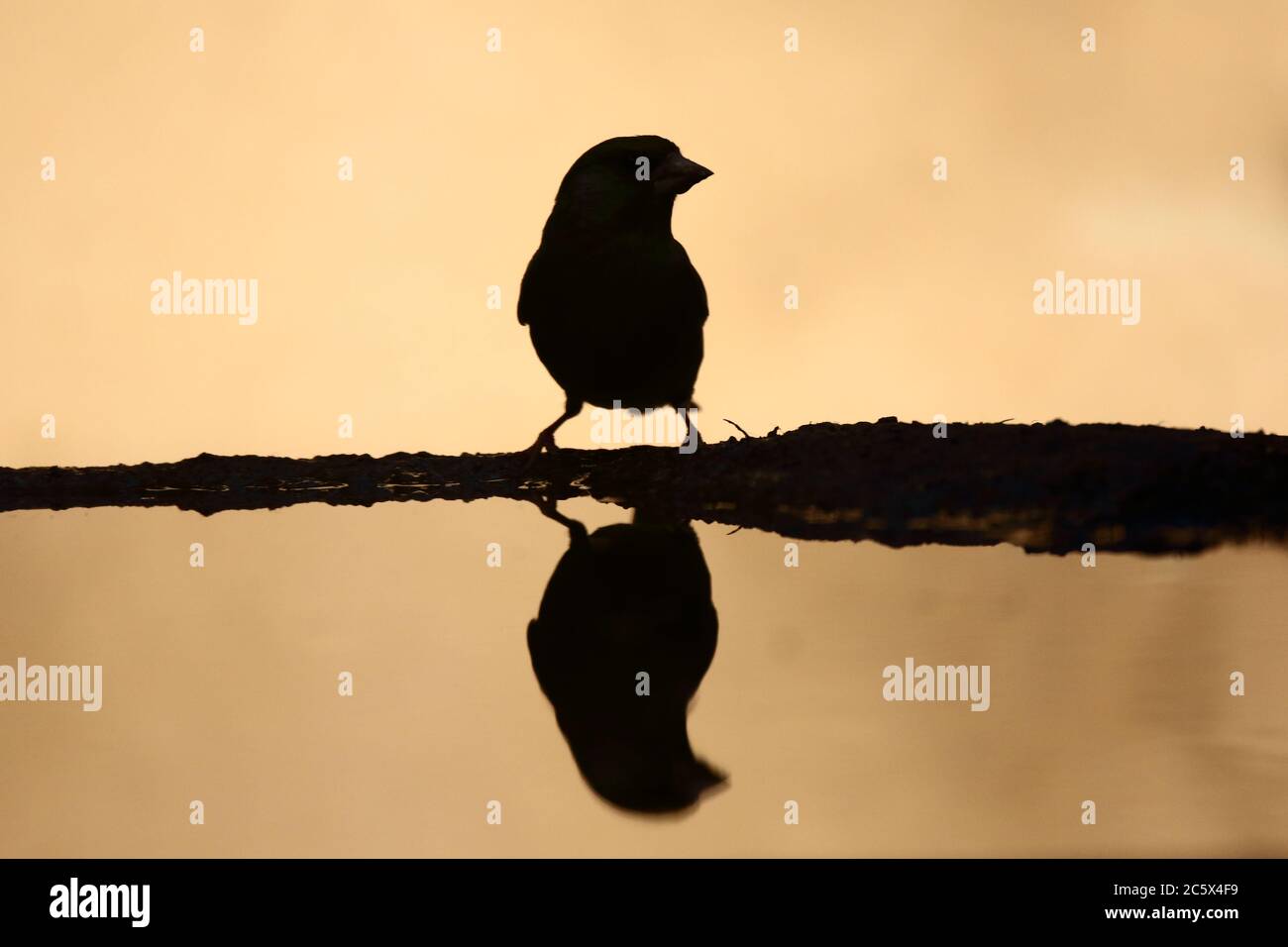 Silhouette de groenfinch européen (Chloris Chloris), réflexion masculine adulte à la piscine. Derbyshire, Royaume-Uni 2020 Banque D'Images