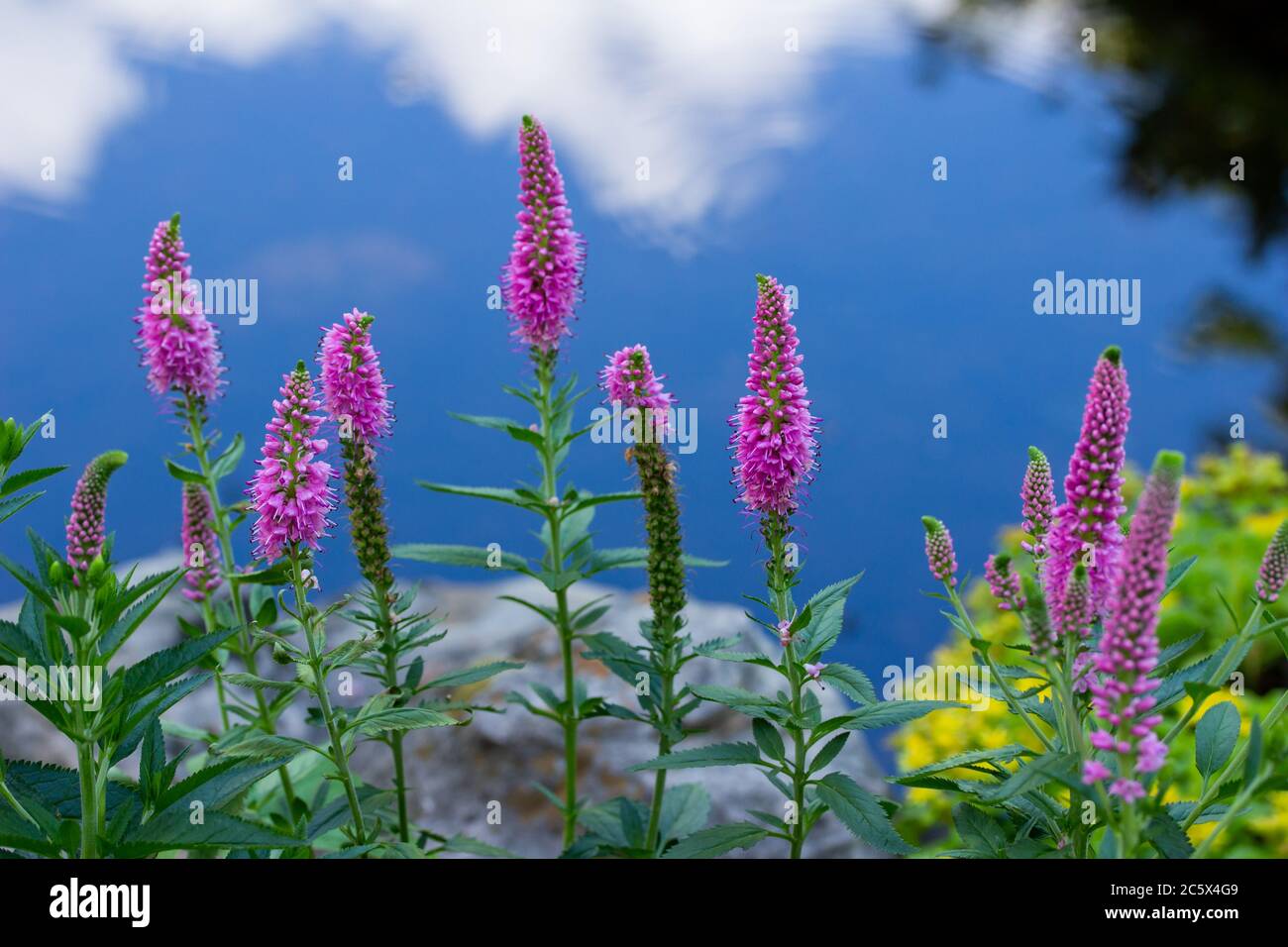 Vue rapprochée sur le paysage des nouvelles plantes de Salvia nemorosa rose qui poussent le long d'un jardin d'étang de roche ornemental ensoleillé, reflétant le ciel bleu Banque D'Images