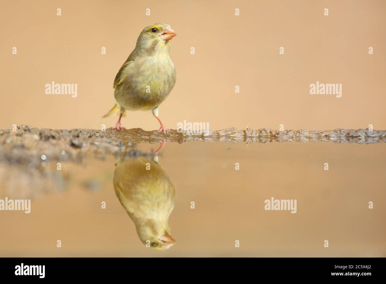 European Greenfinch (Chloris Chloris), reflet de la femme adulte à la piscine. Derbyshire, Royaume-Uni 2020 Banque D'Images
