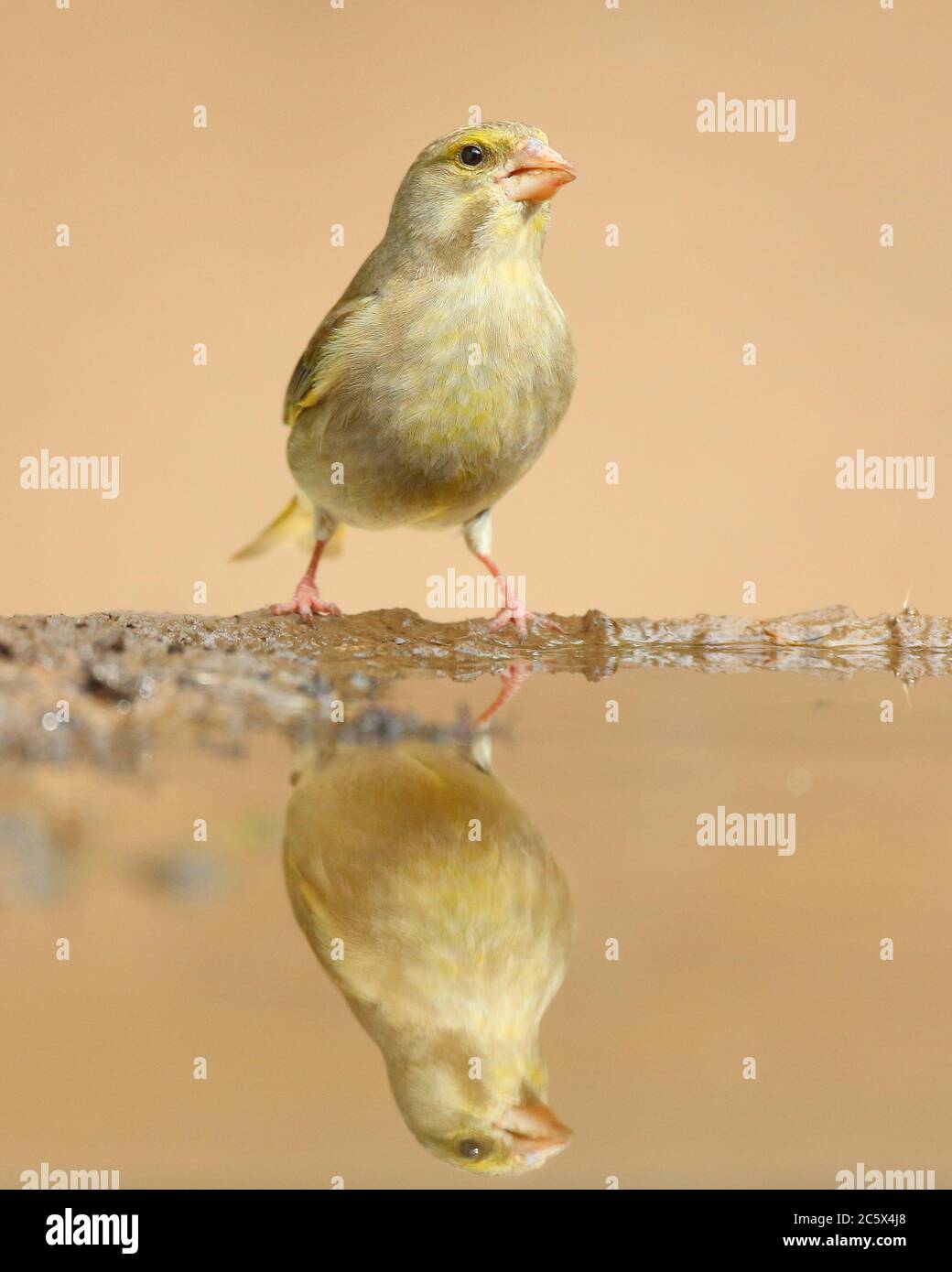 European Greenfinch (Chloris Chloris), reflet de la femme adulte à la piscine. Derbyshire, Royaume-Uni 2020 Banque D'Images
