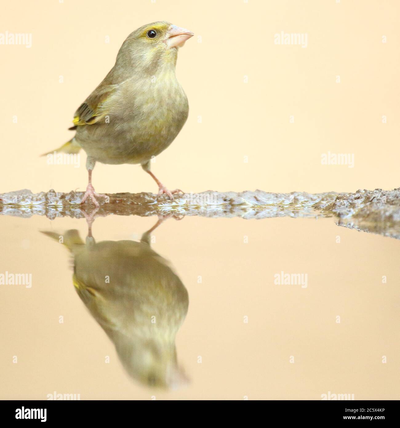 European Greenfinch (Chloris Chloris), reflet de la femme adulte à la piscine. Derbyshire, Royaume-Uni 2020 Banque D'Images