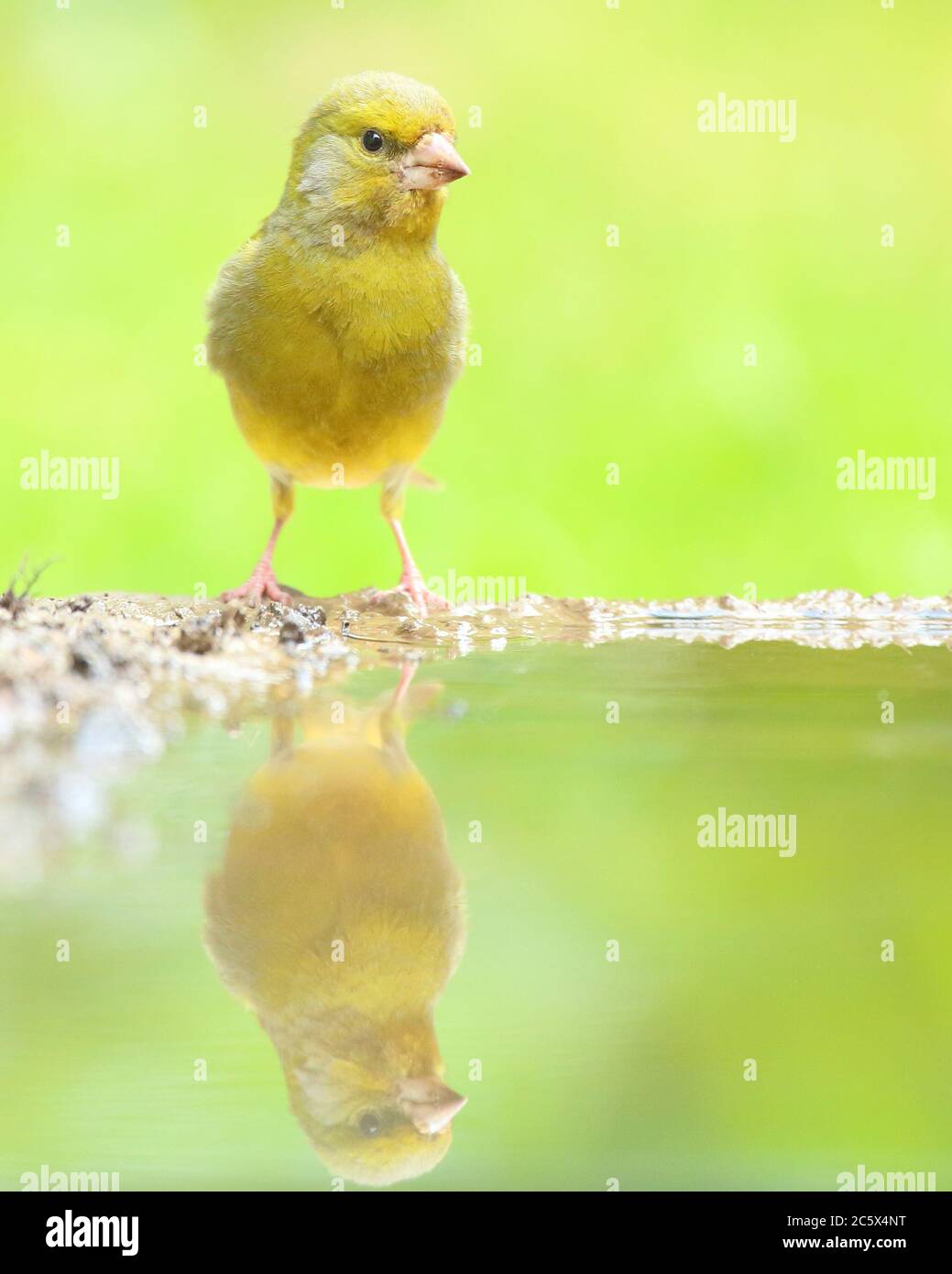 European Greenfinch (Chloris Chloris), réflexion masculine adulte à la piscine. Derbyshire, Royaume-Uni 2020 Banque D'Images