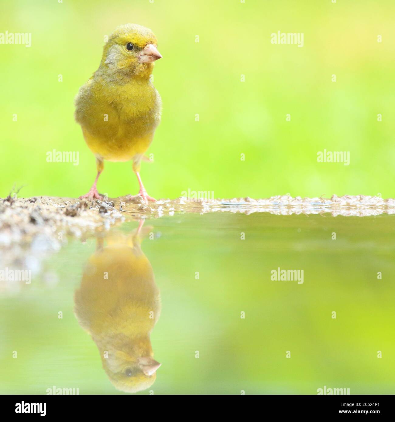 European Greenfinch (Chloris Chloris), réflexion masculine adulte à la piscine. Derbyshire, Royaume-Uni 2020 Banque D'Images