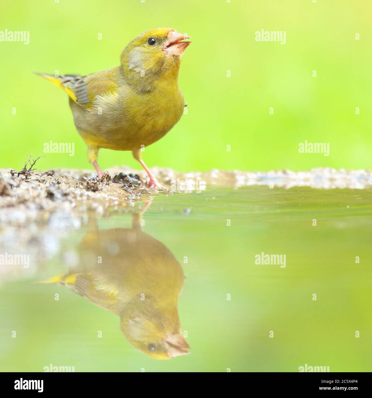 European Greenfinch (Chloris Chloris), réflexion masculine adulte à la piscine. Derbyshire, Royaume-Uni 2020 Banque D'Images