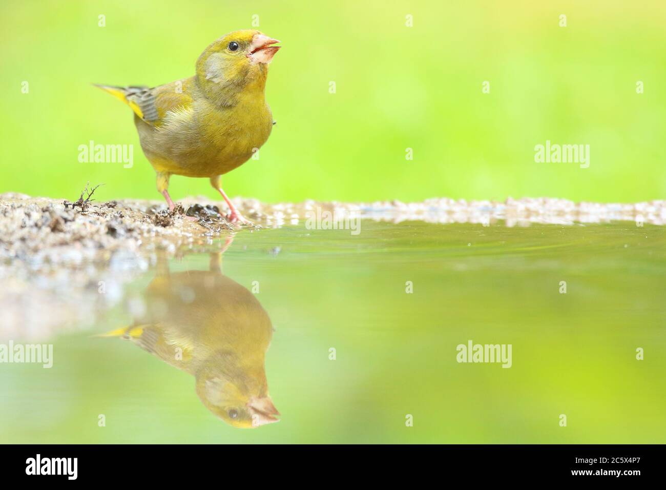 European Greenfinch (Chloris Chloris), réflexion masculine adulte à la piscine. Derbyshire, Royaume-Uni 2020 Banque D'Images