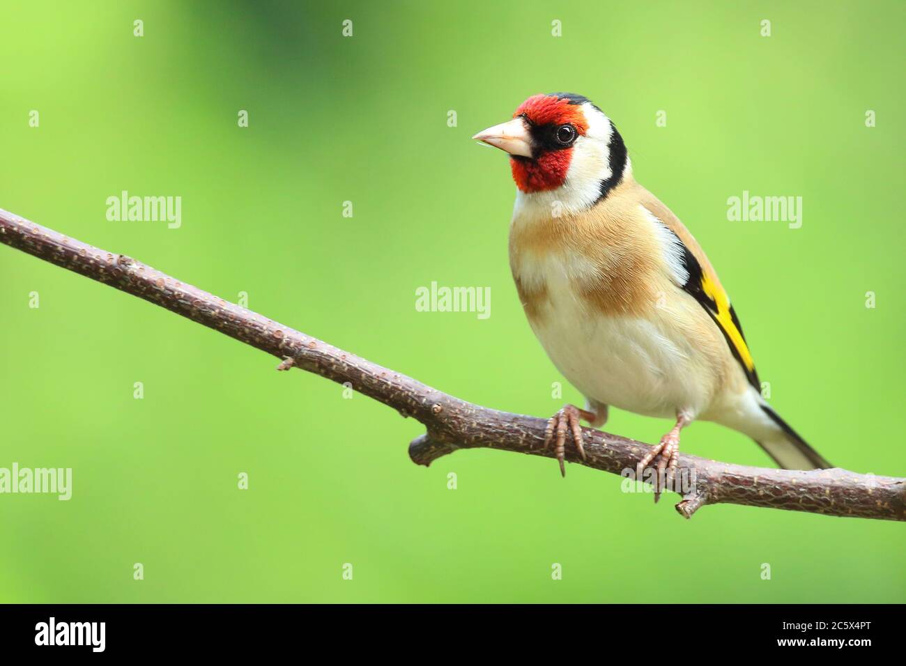 Adulte européen Goldfinch (Carduelis carduelis) perché sur une branche montrant un plumage. Derbyshire, Royaume-Uni Printemps 2020 Banque D'Images