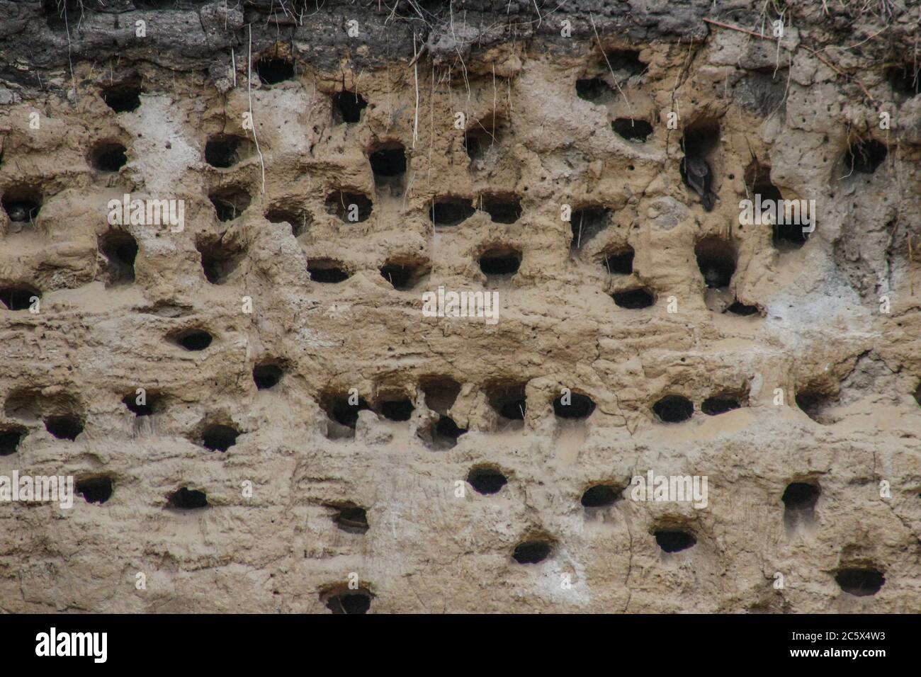 Les ouvertures des tourbillons nichent dans le mur de la falaise calcaire Banque D'Images
