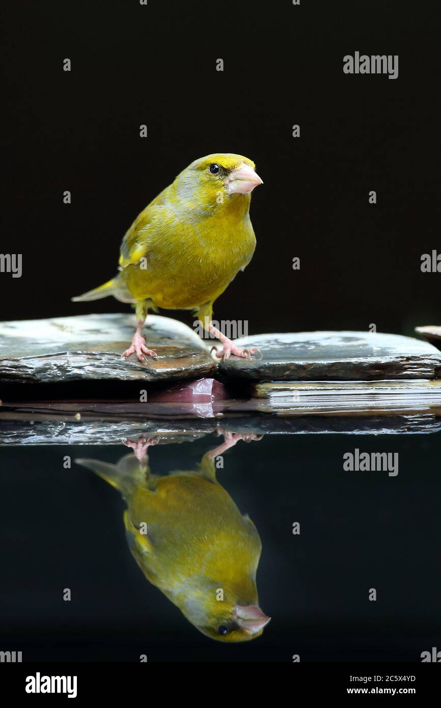European Greenfinch (Chloris Chloris), réflexion masculine adulte à la piscine. Derbyshire, Royaume-Uni 2020 Banque D'Images