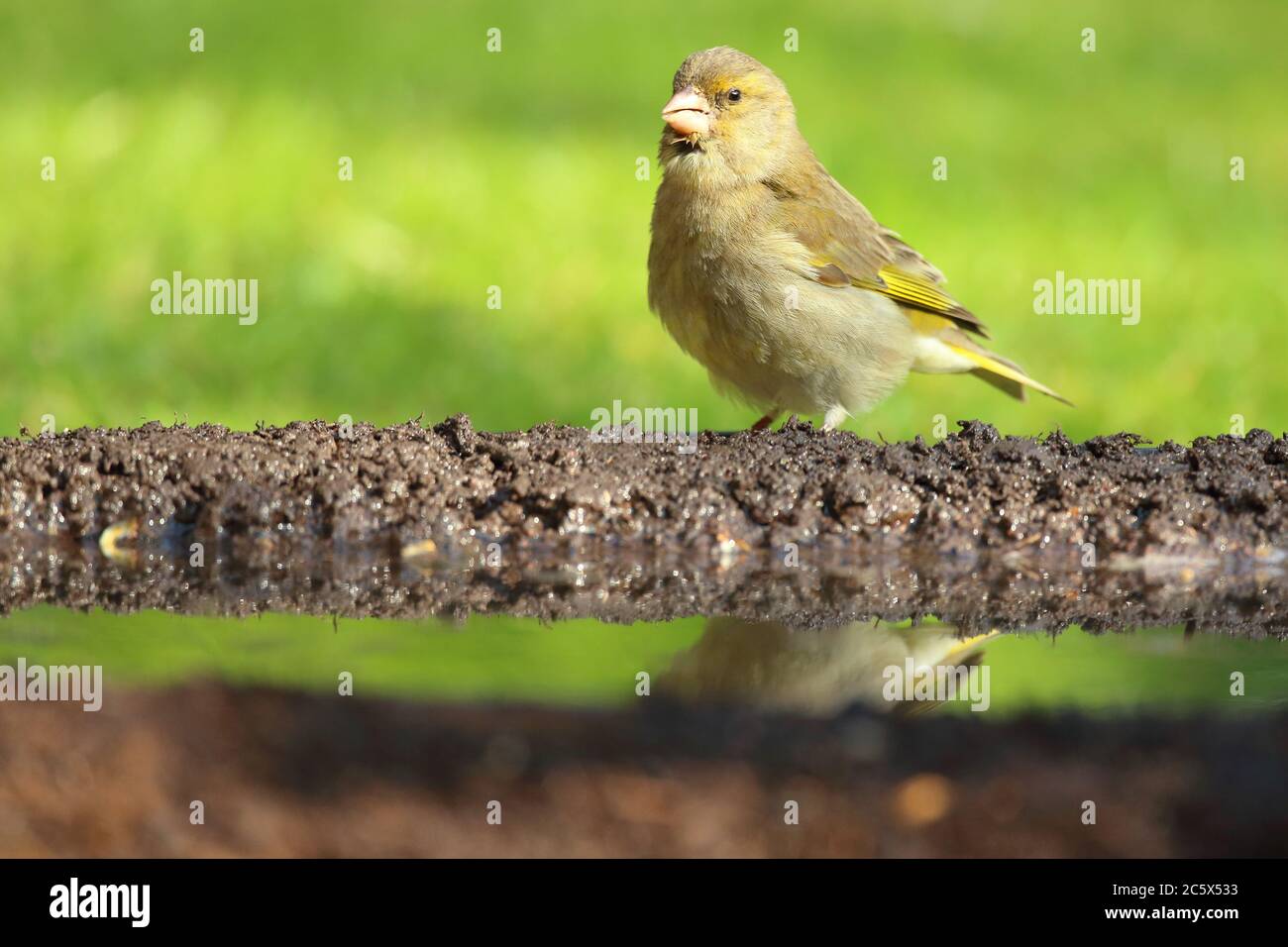 European Greenfinch (Chloris Chloris), reflet de la femme adulte à la piscine. Derbyshire, Royaume-Uni 2020 Banque D'Images