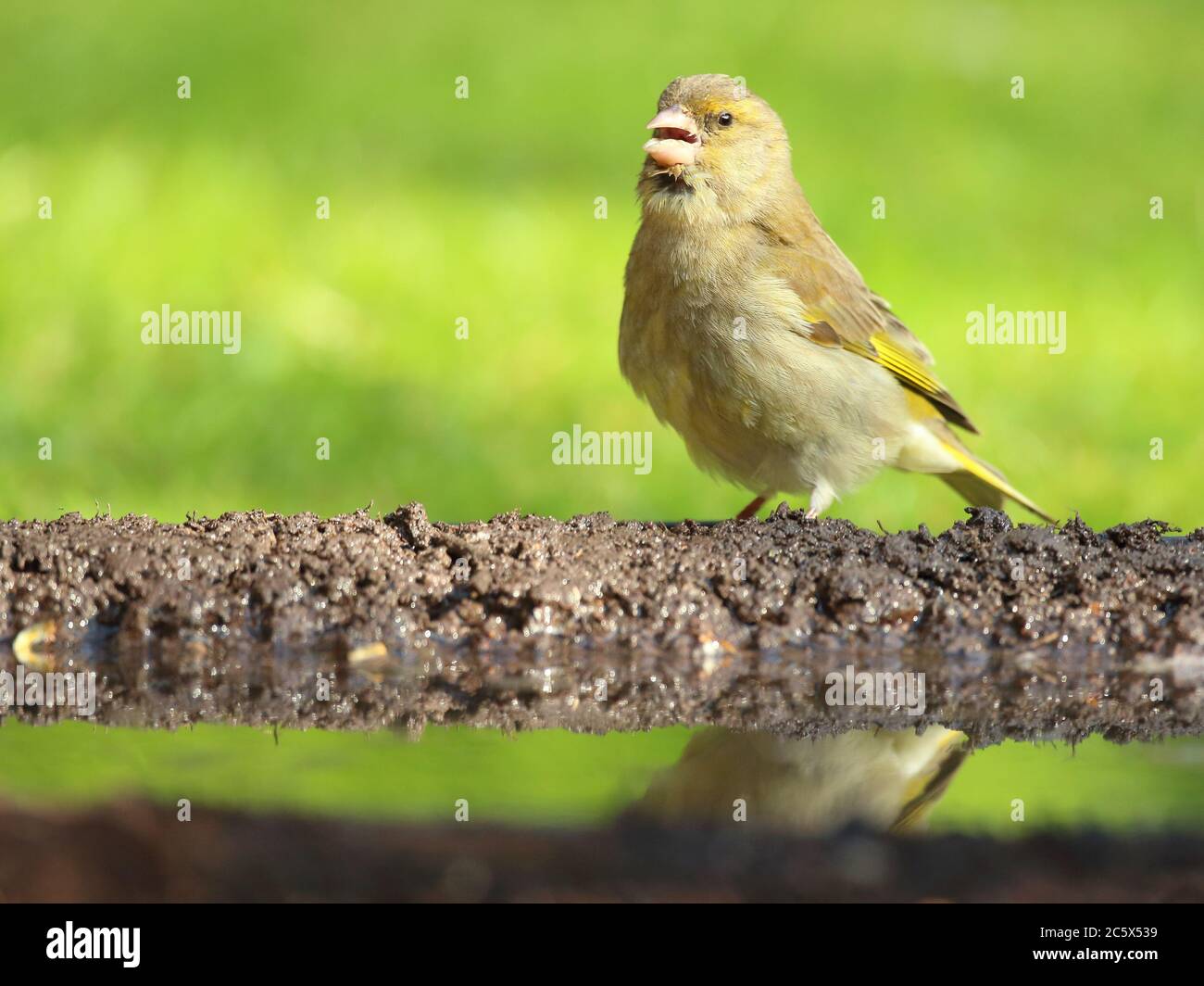 European Greenfinch (Chloris Chloris), reflet de la femme adulte à la piscine. Derbyshire, Royaume-Uni 2020 Banque D'Images