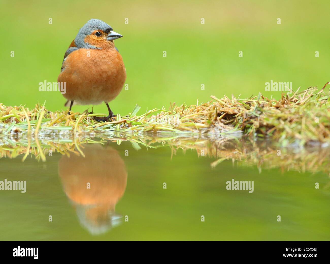 Plumage d'été masculin Chaffinch commun (Fringilla coelebs), réflexion sur l'herbe. Derbyshire, Royaume-Uni 2020 Banque D'Images