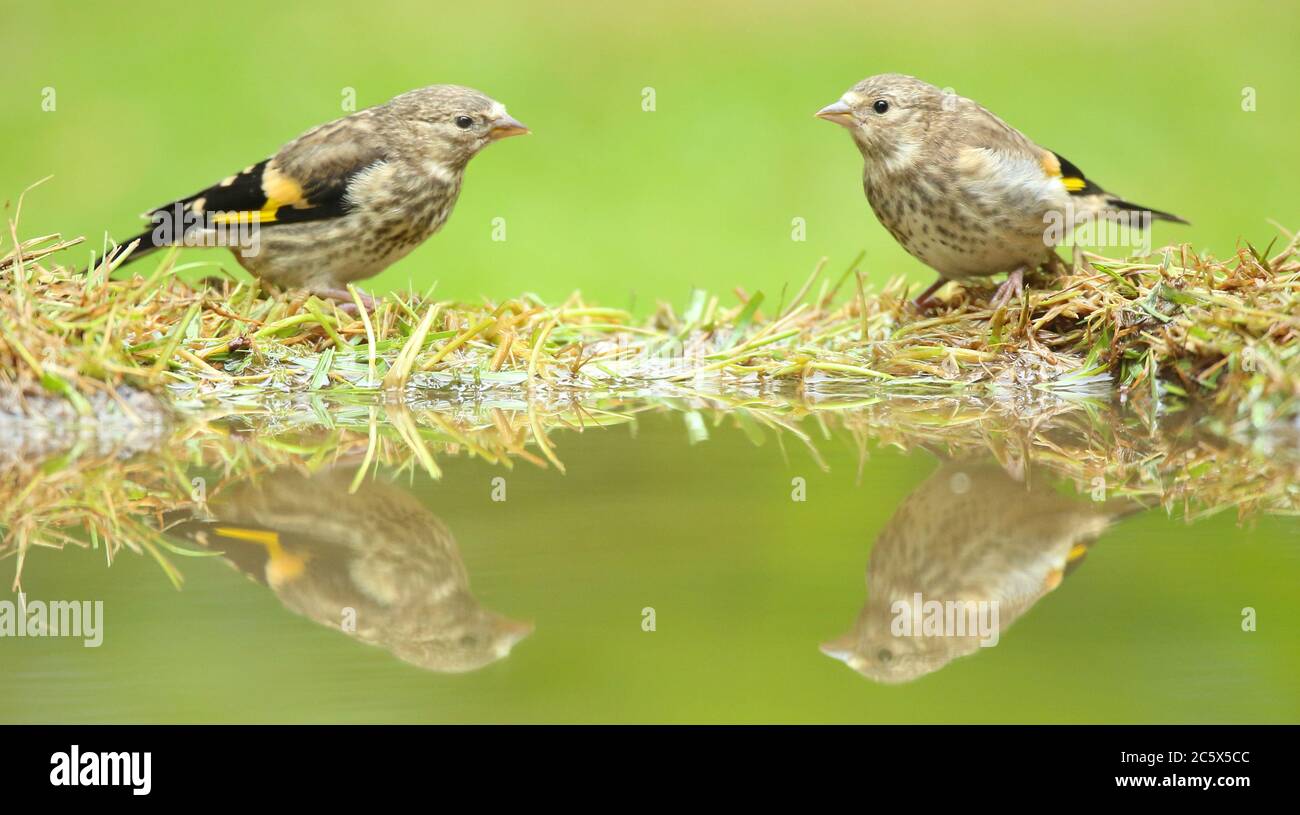 Paire de jeunes Européens Goldfinch (Carduelis carduelis), piscine de visite pour boire et se baigner après la fuite, réflexion. Derbyshire, Royaume-Uni Printemps 2020 Banque D'Images
