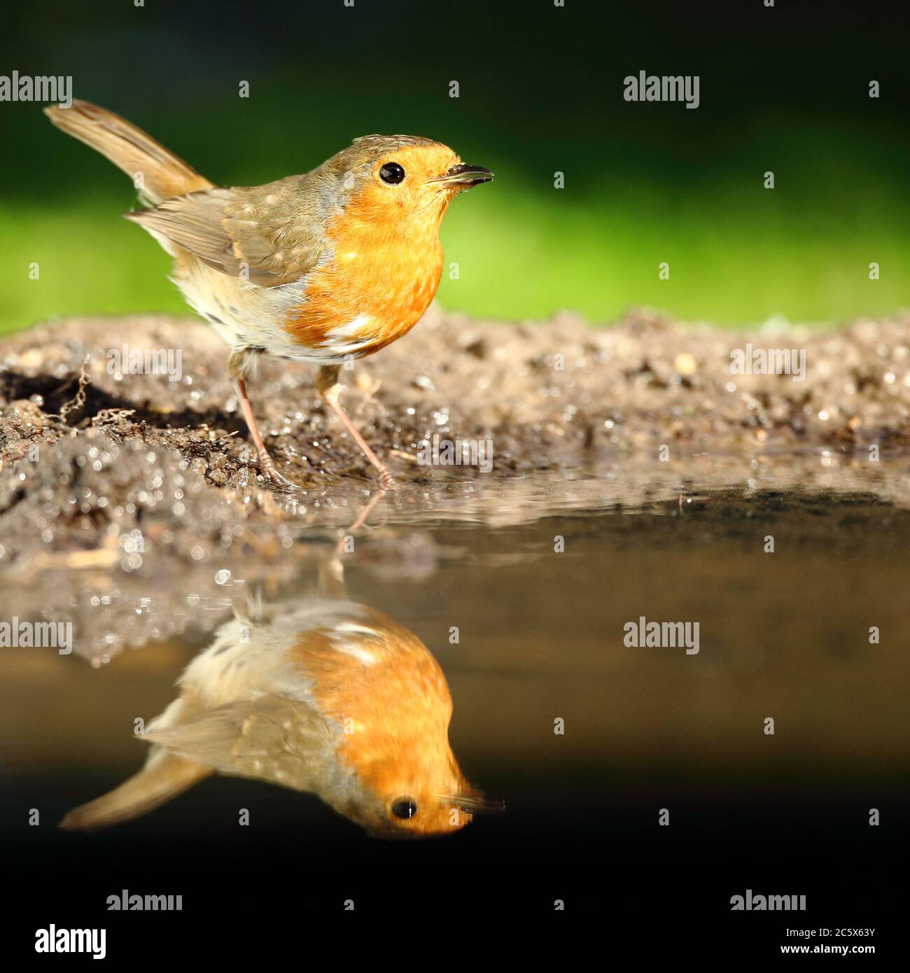 Robin européenne (erithacus rubecula), boire, pleine réflexion. Derbyshire, Royaume-Uni 2020 Banque D'Images