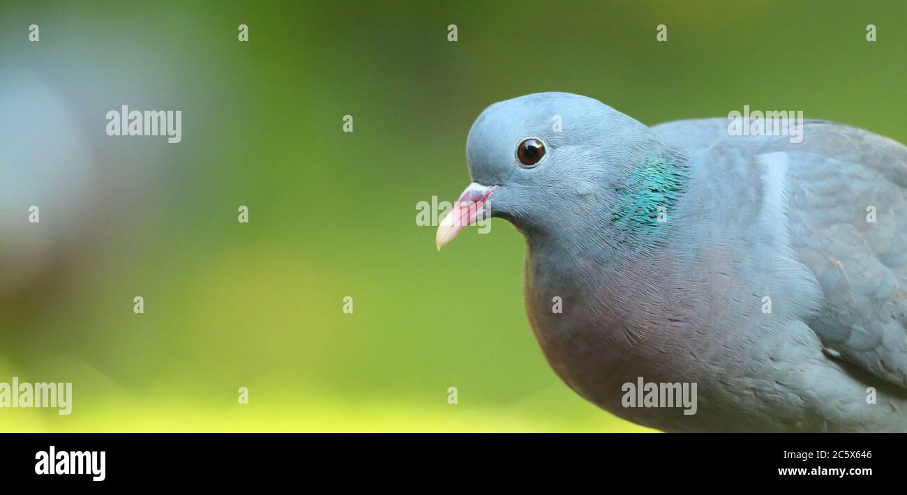 Gros plan sur le Dove de stock adulte (Columba oenas), montrant le plumage de la tête et du cou, fond vert. Derbyshire, Royaume-Uni 2020 Banque D'Images