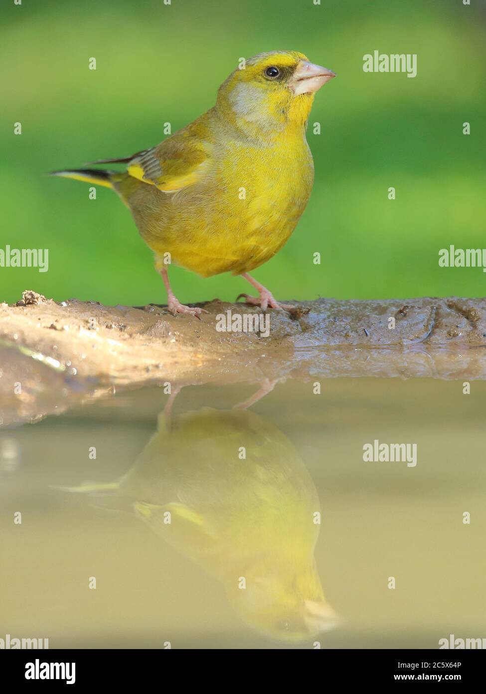 European Greenfinch (Chloris Chloris), réflexion masculine adulte à la piscine. Derbyshire, Royaume-Uni 2020 Banque D'Images