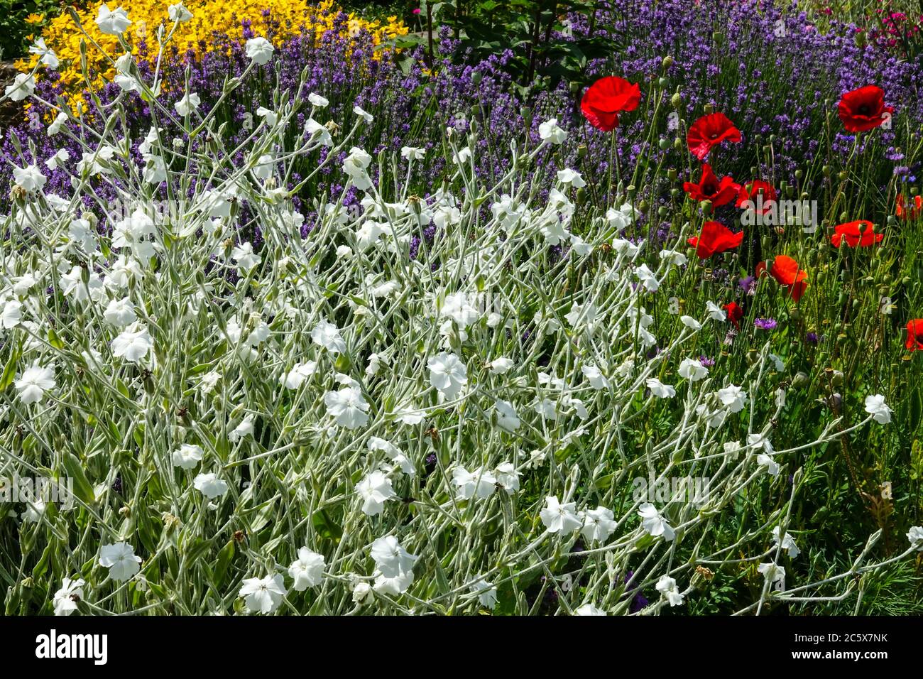 Rose blanche campion, Lychnis coronaria alba, coquelicots rouges fleurs de lavande bleu en juillet jardin parsemé de fleurs jardin parfumé Banque D'Images