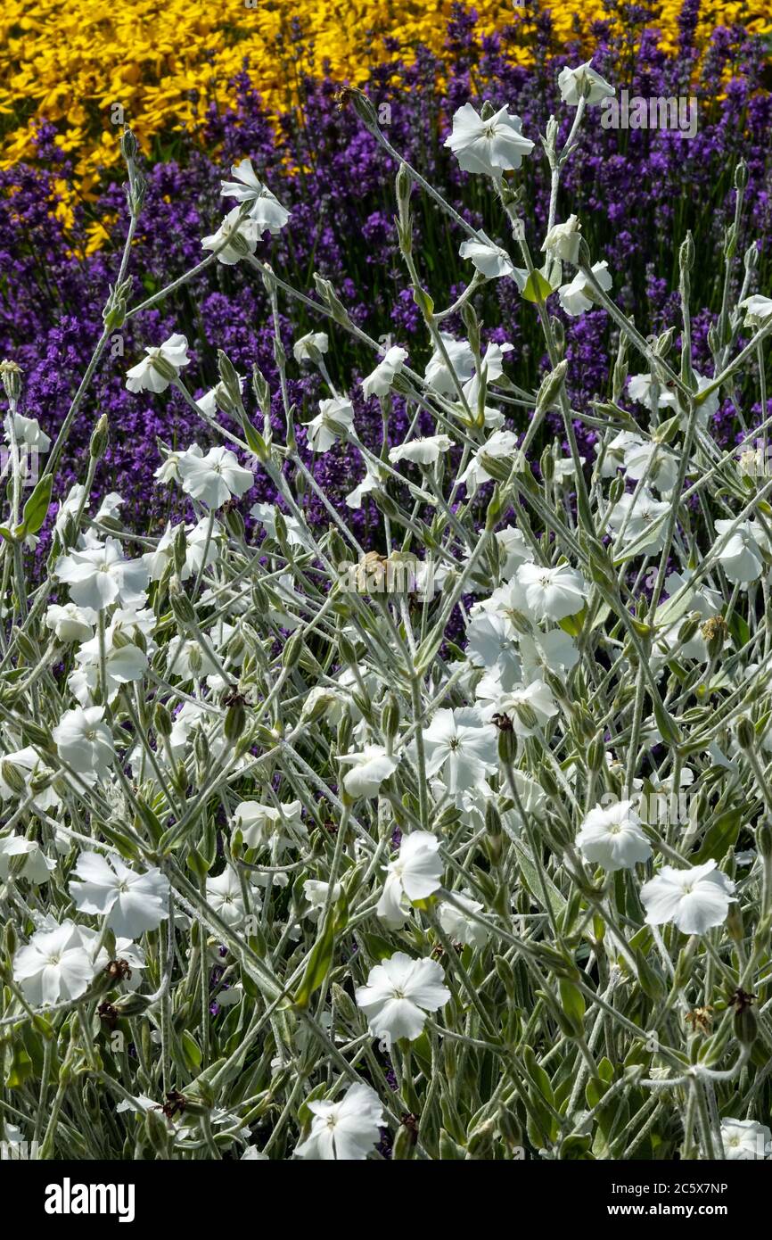 Blanc Rose campion, Lychnis coronaria alba Banque D'Images